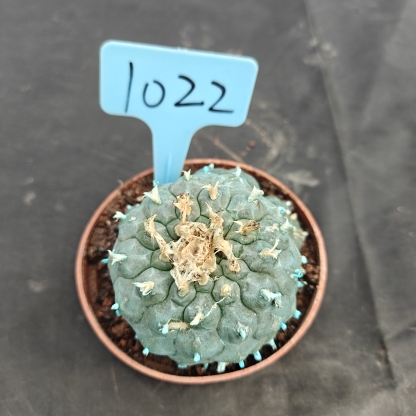 7-8cm（WYSIWYG）Lophophora williamsii Blue skin variety grafting (with roots）4-6 years old Number 1022