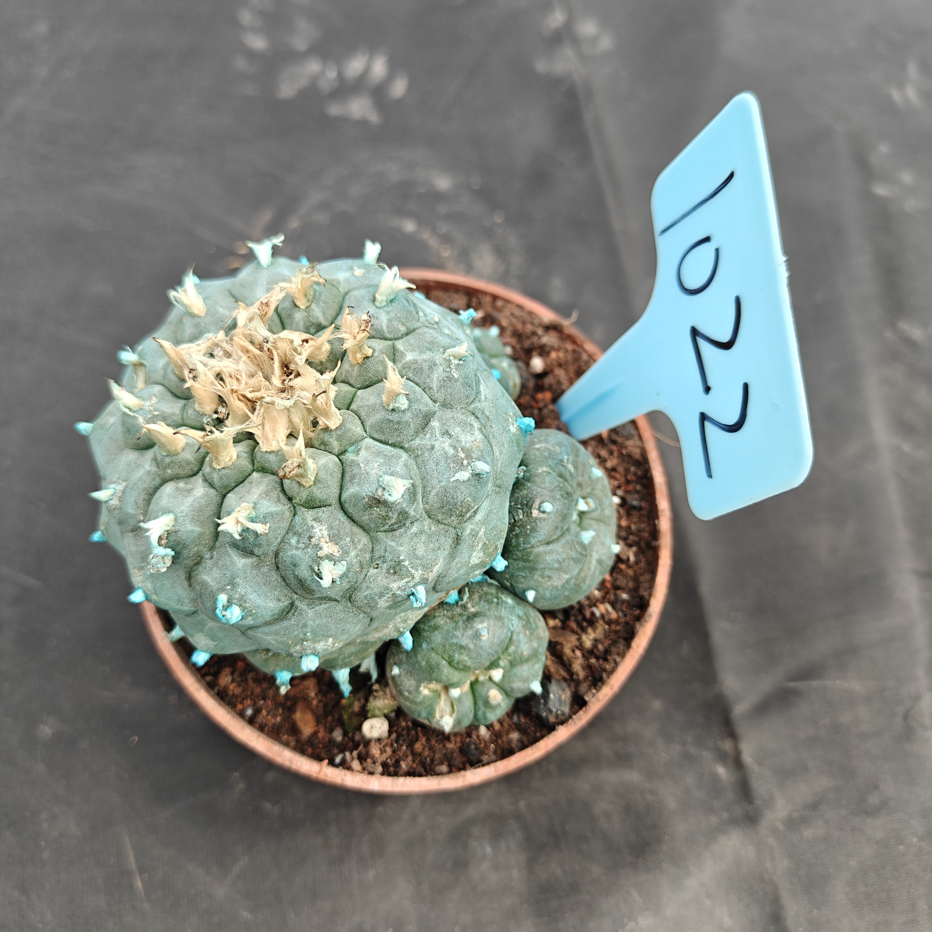 7-8cm（WYSIWYG）Lophophora williamsii Blue skin variety grafting (with roots）4-6 years old Number 1022
