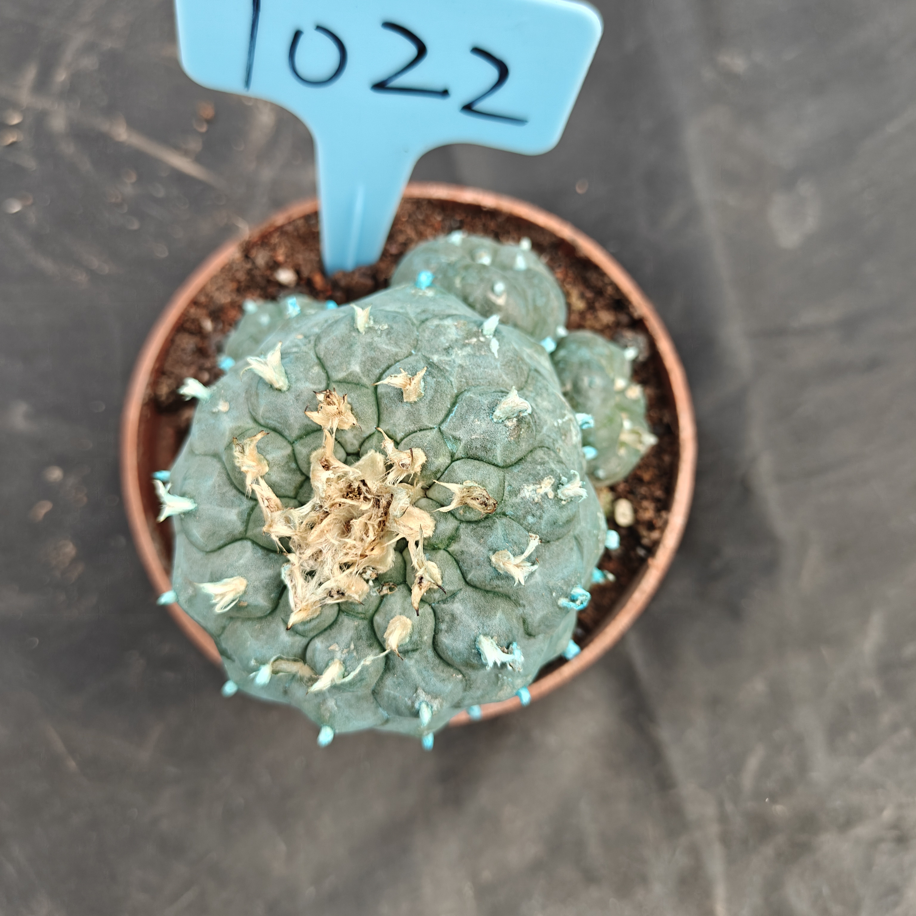 7-8cm（WYSIWYG）Lophophora williamsii Blue skin variety grafting (with roots）4-6 years old Number 1022