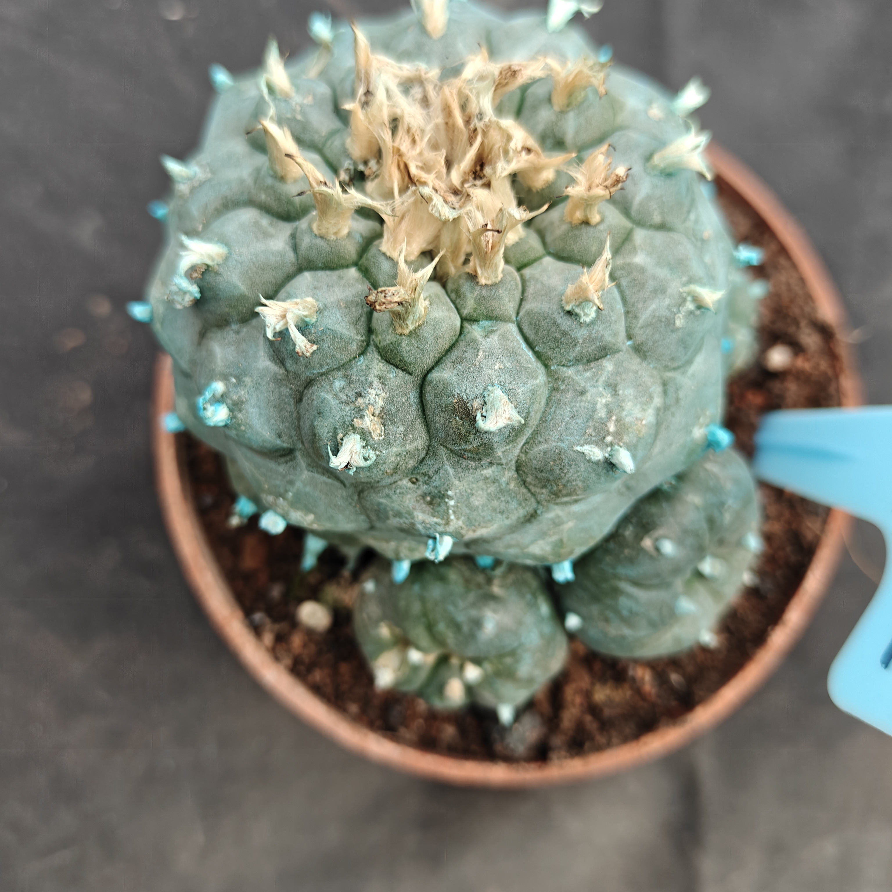 7-8cm（WYSIWYG）Lophophora williamsii Blue skin variety grafting (with roots）4-6 years old Number 1022