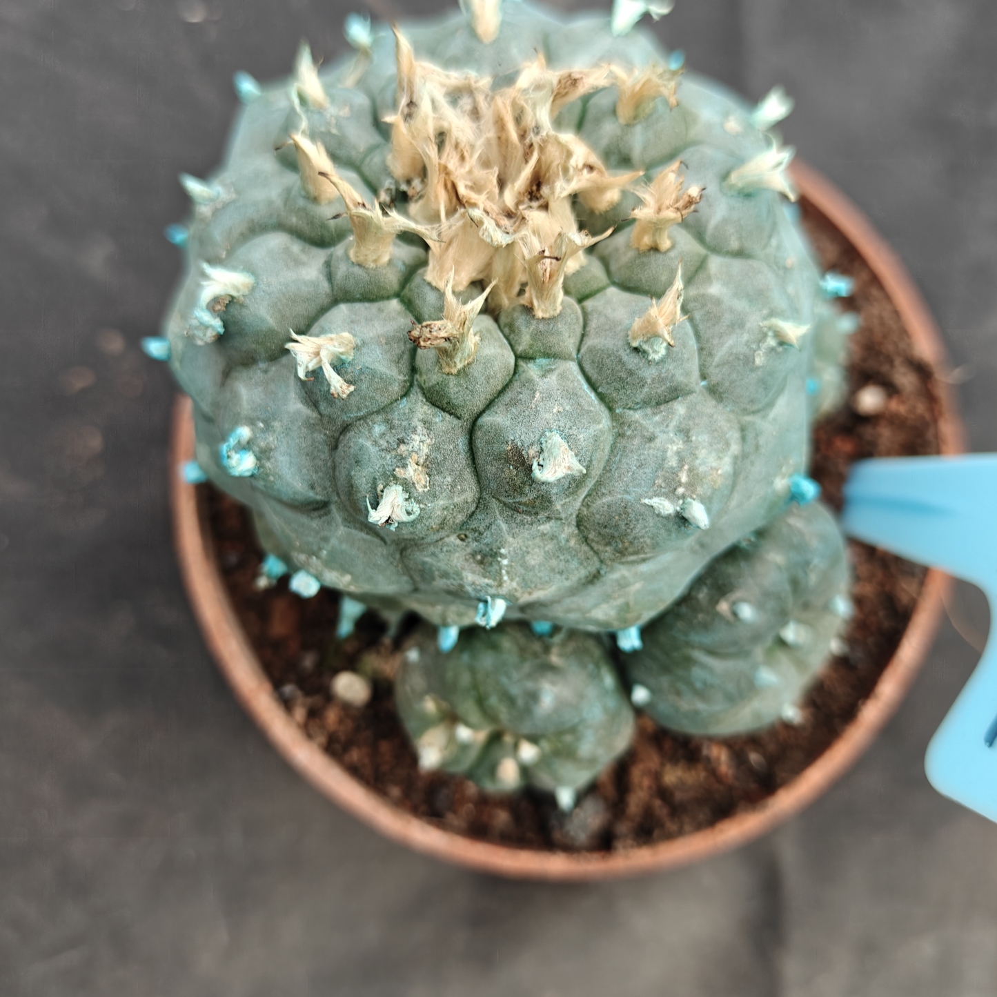 7-8cm（WYSIWYG）Lophophora williamsii Blue skin variety grafting (with roots）4-6 years old Number 1022