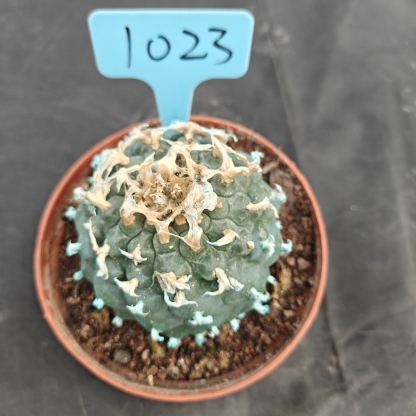 7-8cm（WYSIWYG）Lophophora williamsii Blue skin variety grafting (with roots）4-6 years old Number 1023