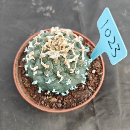 7-8cm（WYSIWYG）Lophophora williamsii Blue skin variety grafting (with roots）4-6 years old Number 1023