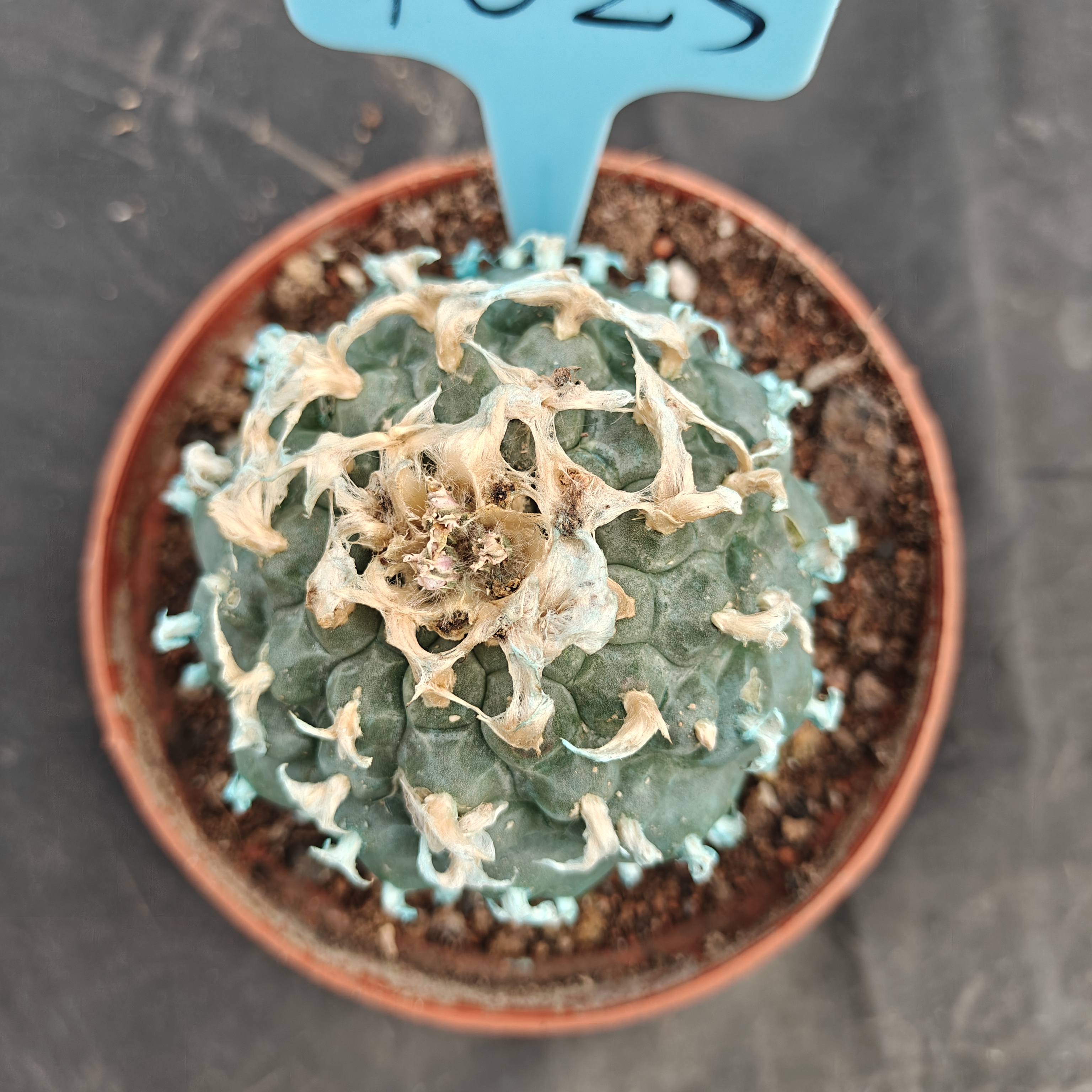 7-8cm（WYSIWYG）Lophophora williamsii Blue skin variety grafting (with roots）4-6 years old Number 1023