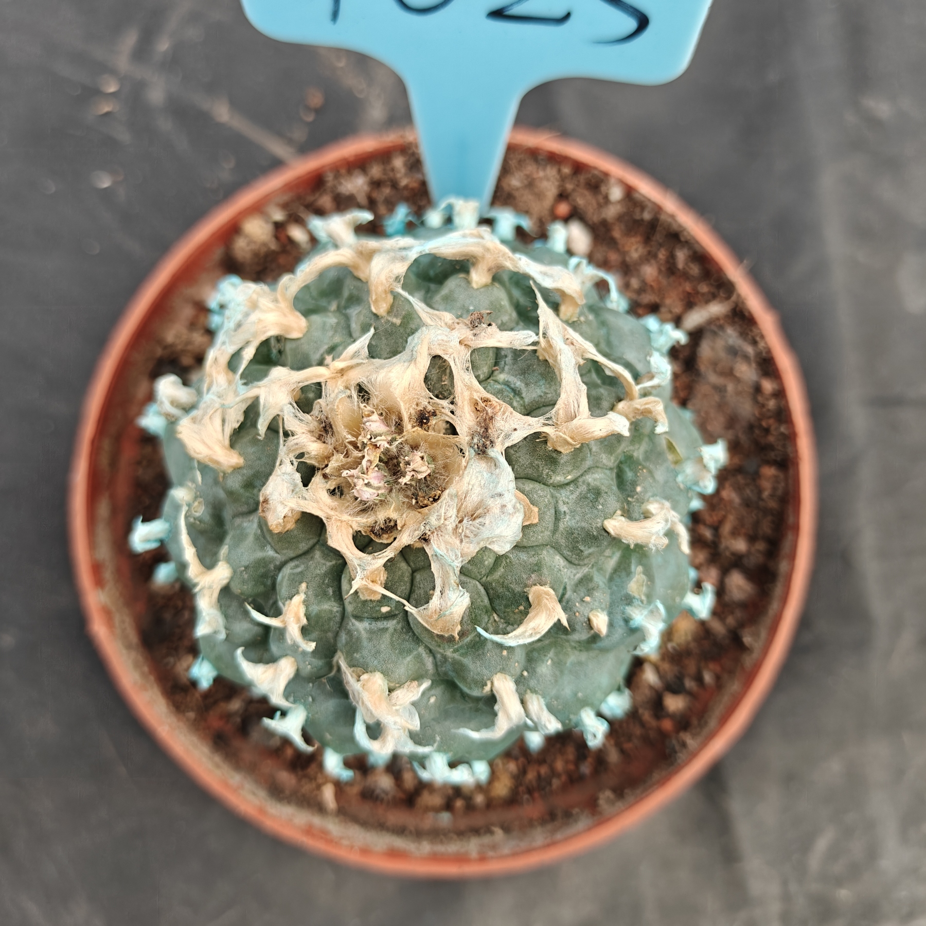 7-8cm（WYSIWYG）Lophophora williamsii Blue skin variety grafting (with roots）4-6 years old Number 1023