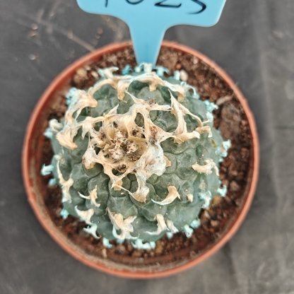 7-8cm（WYSIWYG）Lophophora williamsii Blue skin variety grafting (with roots）4-6 years old Number 1023