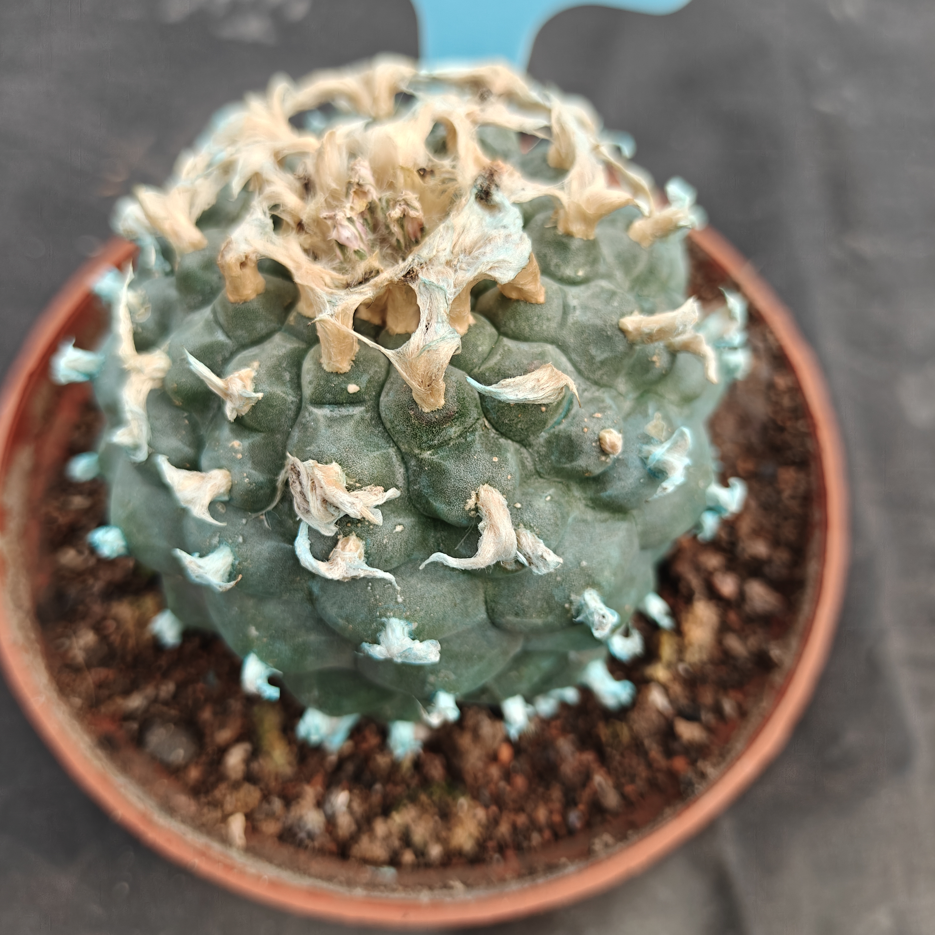7-8cm（WYSIWYG）Lophophora williamsii Blue skin variety grafting (with roots）4-6 years old Number 1023