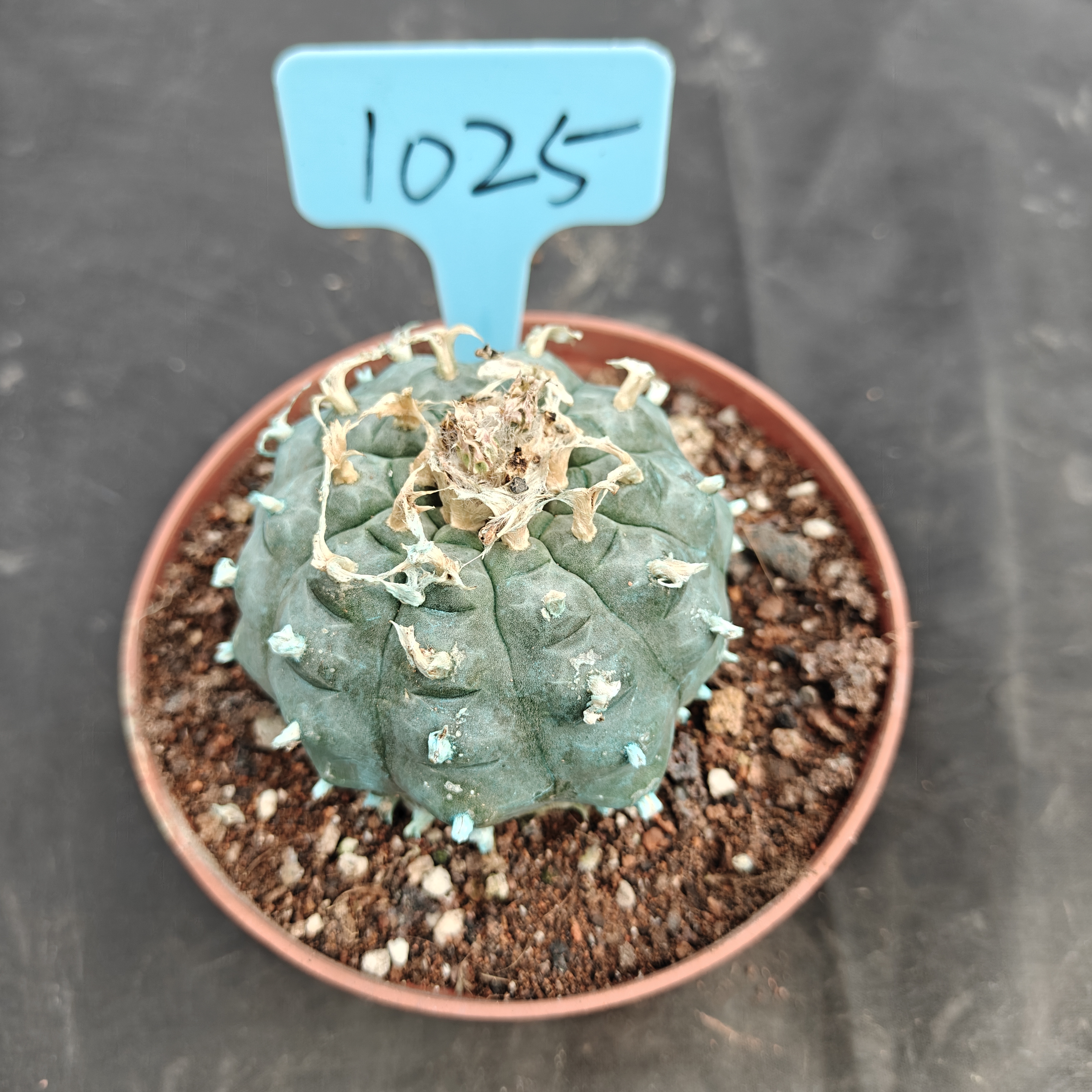 7-8cm（WYSIWYG）Lophophora williamsii Blue skin variety grafting (with roots）4-6 years old Number 1025