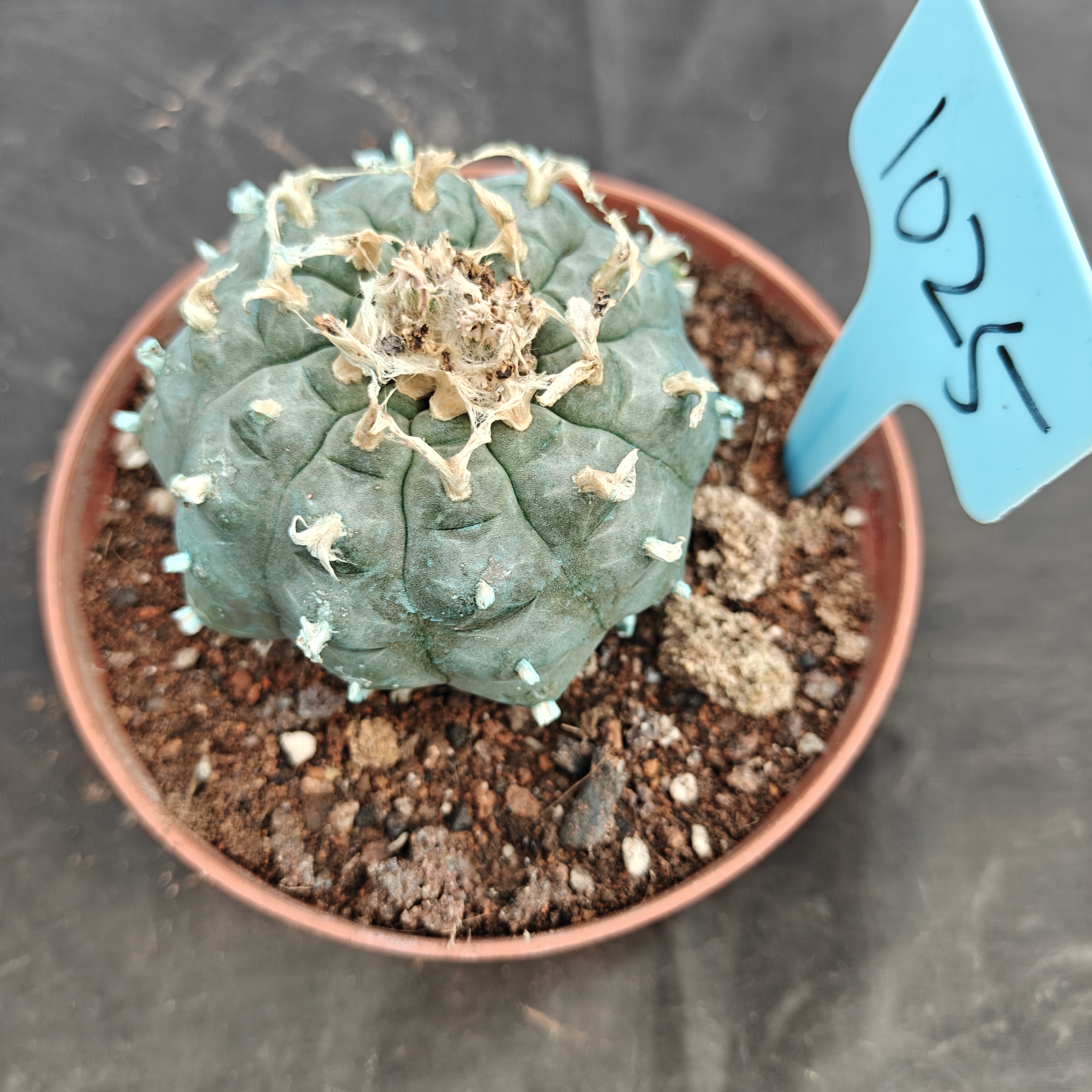 7-8cm（WYSIWYG）Lophophora williamsii Blue skin variety grafting (with roots）4-6 years old Number 1025