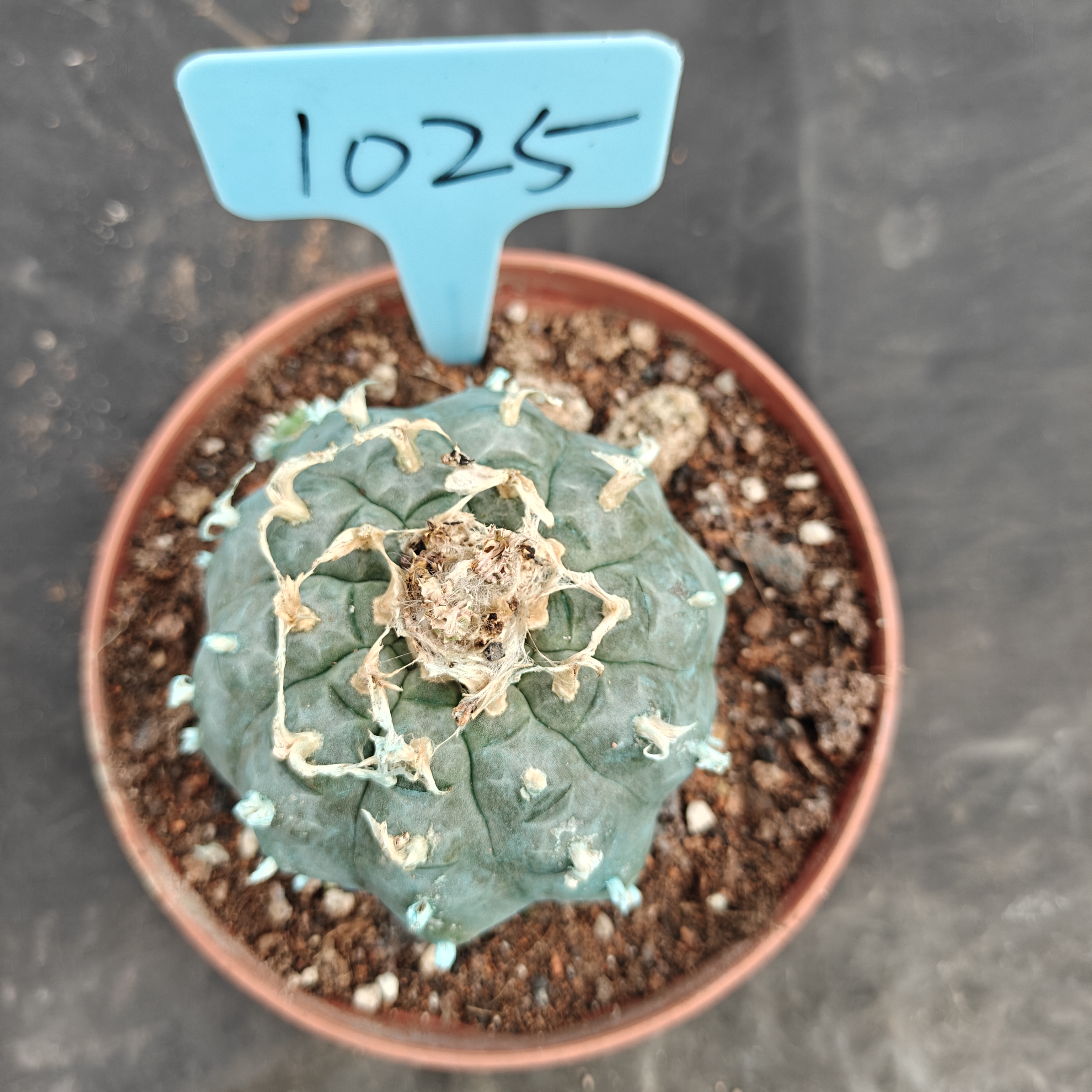 7-8cm（WYSIWYG）Lophophora williamsii Blue skin variety grafting (with roots）4-6 years old Number 1025