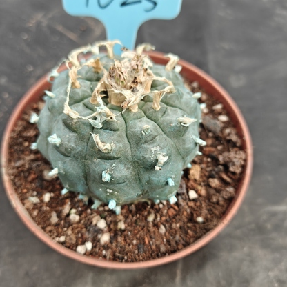 7-8cm（WYSIWYG）Lophophora williamsii Blue skin variety grafting (with roots）4-6 years old Number 1025