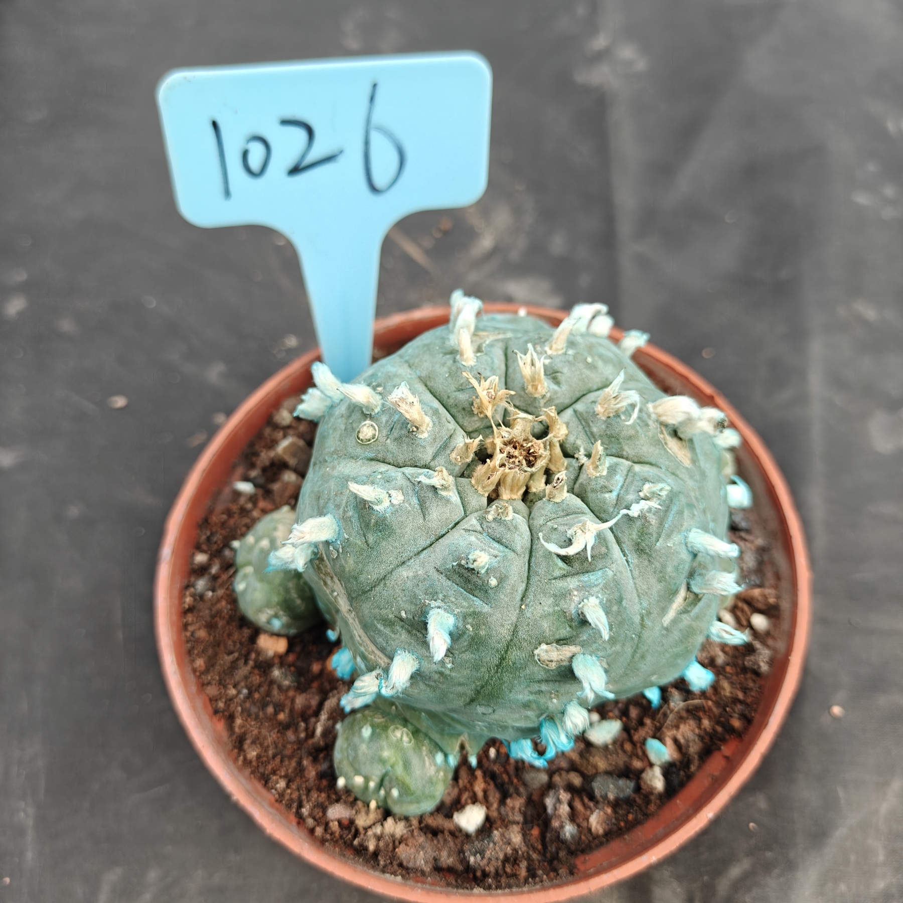 10cm（WYSIWYG）Lophophora williamsii Blue skin variety grafting (with roots）4-6 years old Number 1025