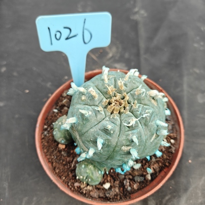 10cm（WYSIWYG）Lophophora williamsii Blue skin variety grafting (with roots）4-6 years old Number 1025