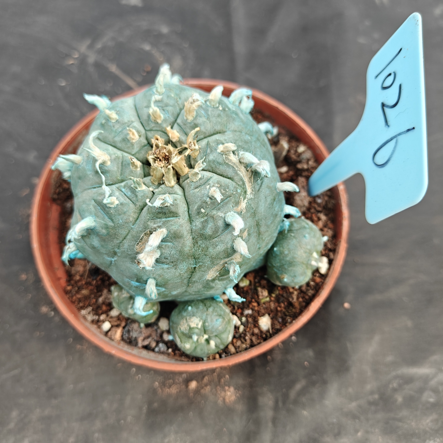 10cm（WYSIWYG）Lophophora williamsii Blue skin variety grafting (with roots）4-6 years old Number 1025