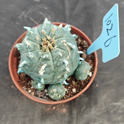 10cm（WYSIWYG）Lophophora williamsii Blue skin variety grafting (with roots）4-6 years old Number 1025