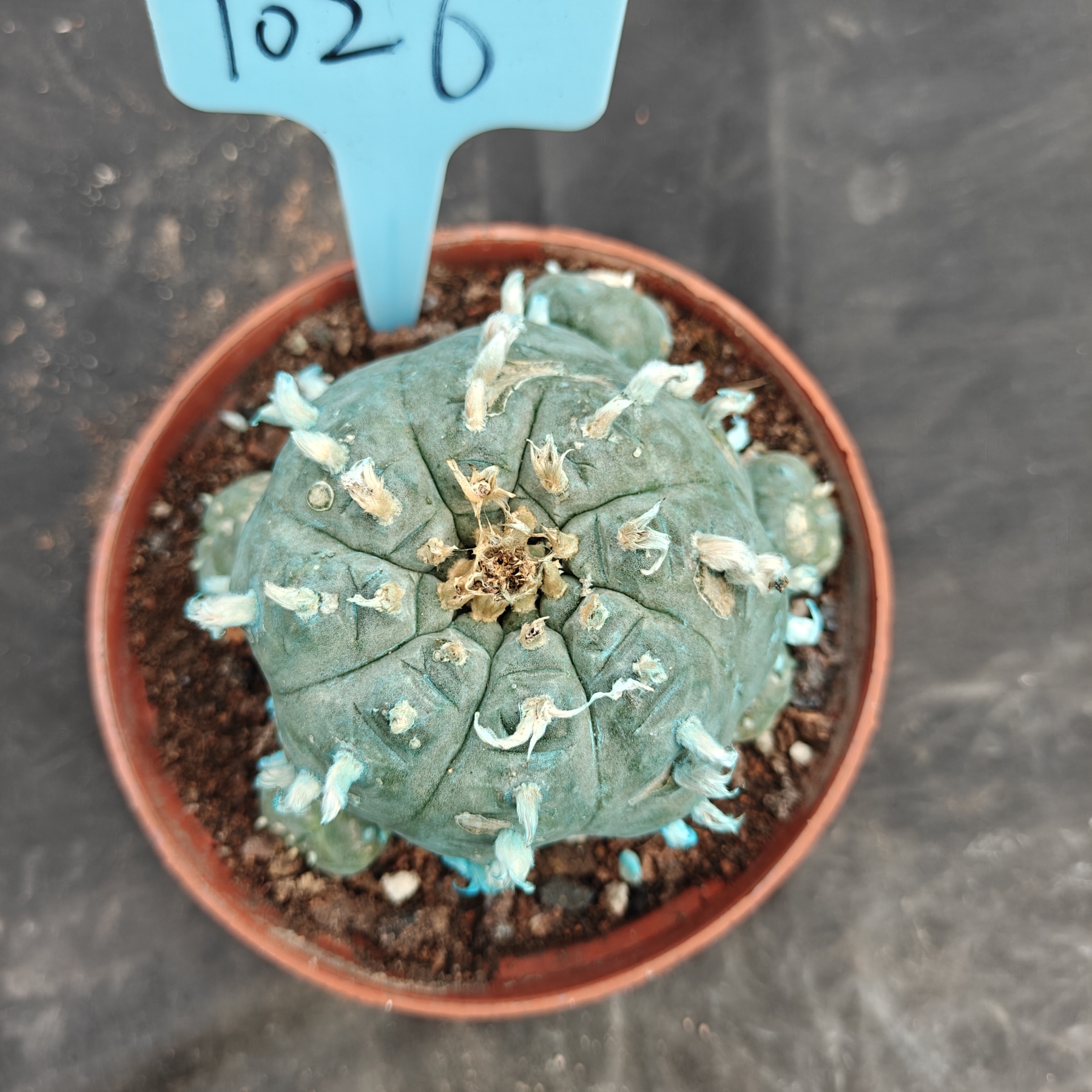 10cm（WYSIWYG）Lophophora williamsii Blue skin variety grafting (with roots）4-6 years old Number 1025