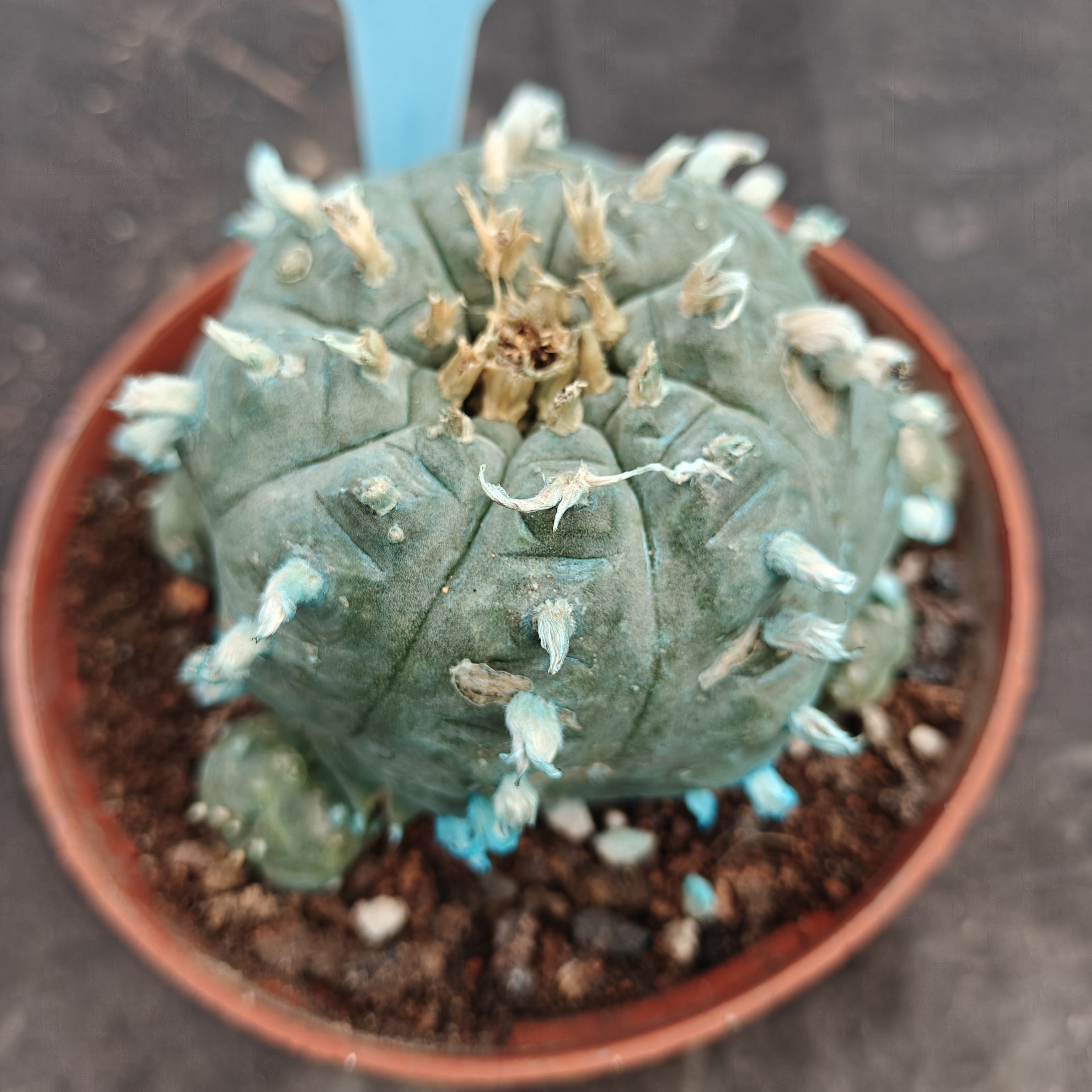 10cm（WYSIWYG）Lophophora williamsii Blue skin variety grafting (with roots）4-6 years old Number 1025