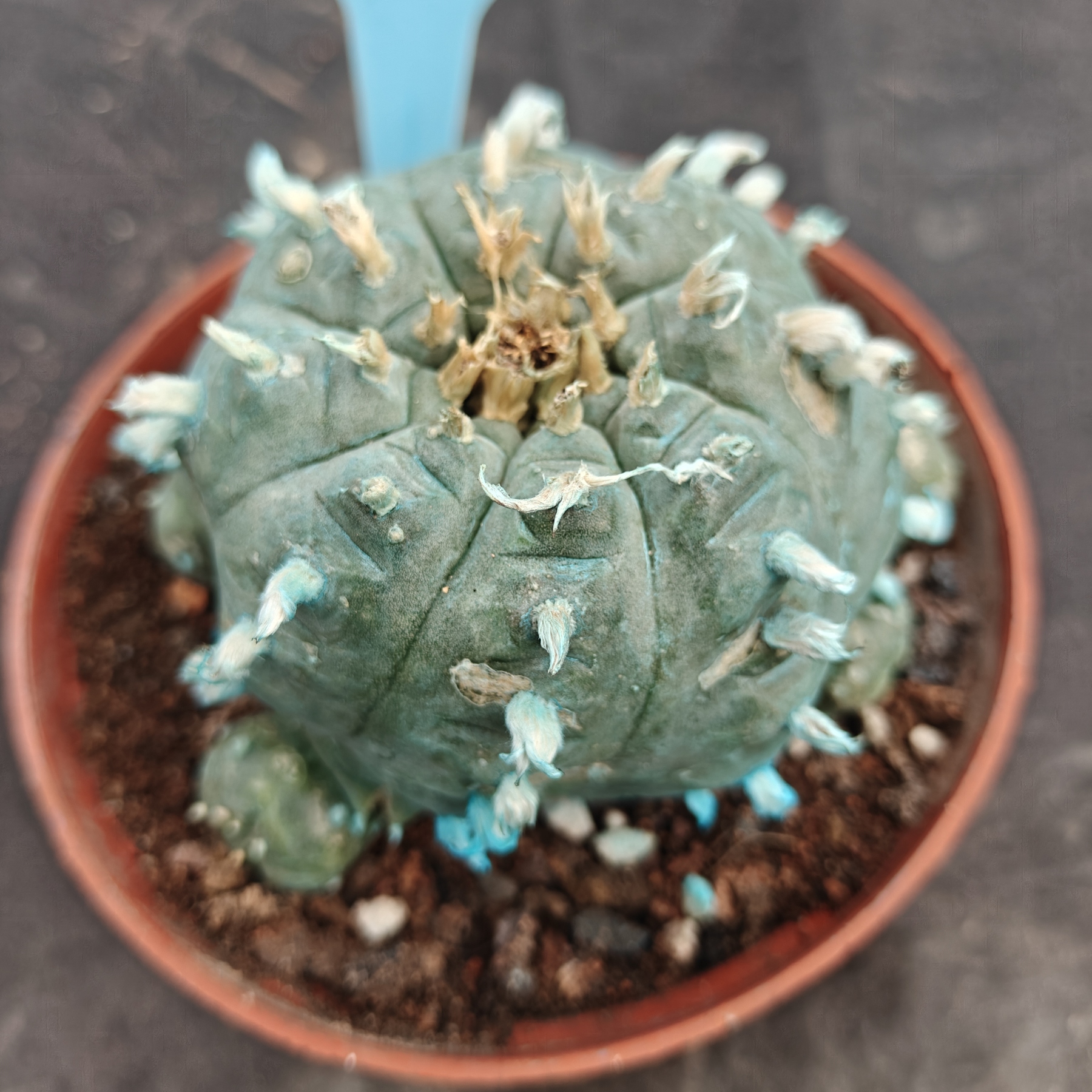 10cm（WYSIWYG）Lophophora williamsii Blue skin variety grafting (with roots）4-6 years old Number 1025