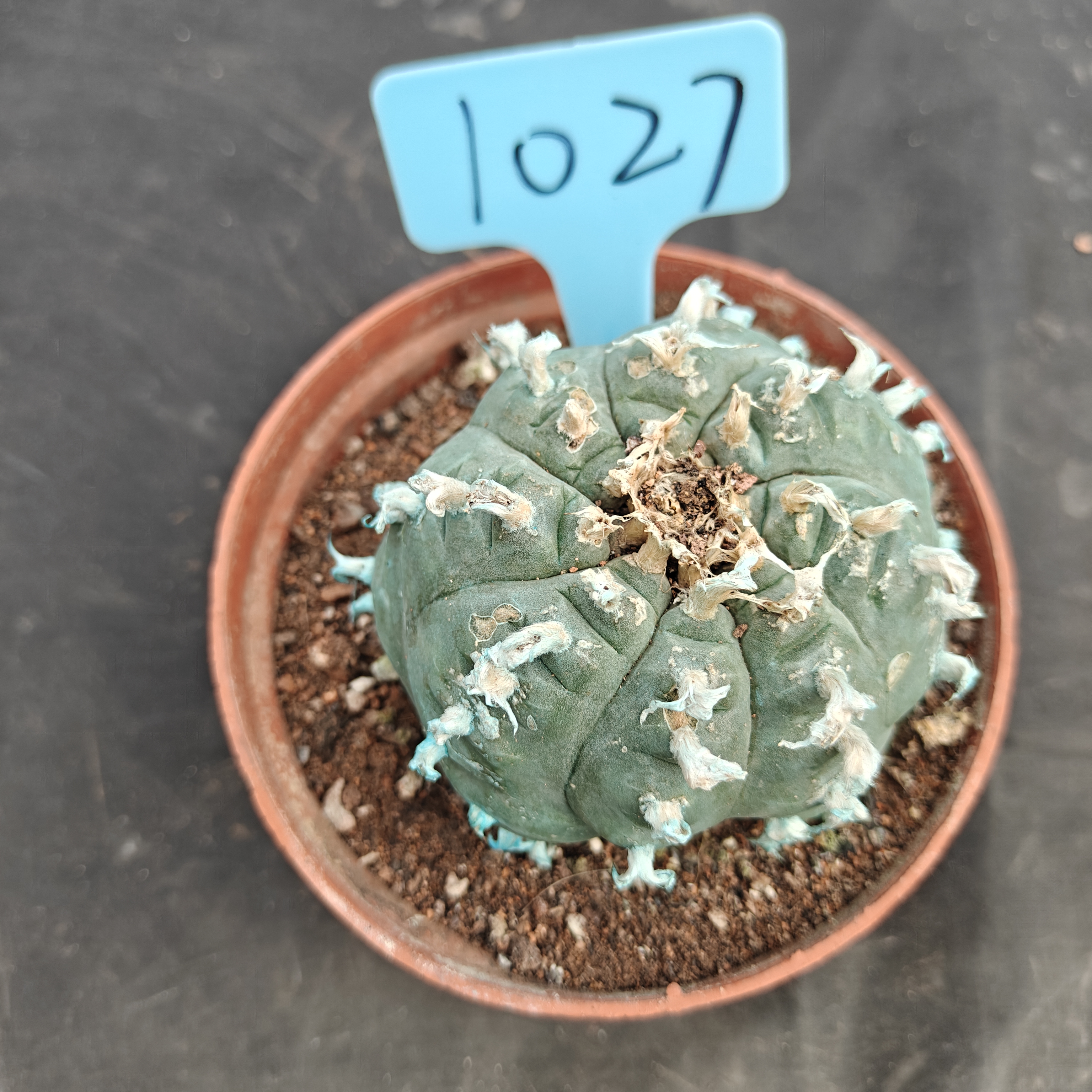 7-8cm（WYSIWYG）Lophophora williamsii Blue skin variety grafting  spirochete (with roots）4-6 years old Number 1027