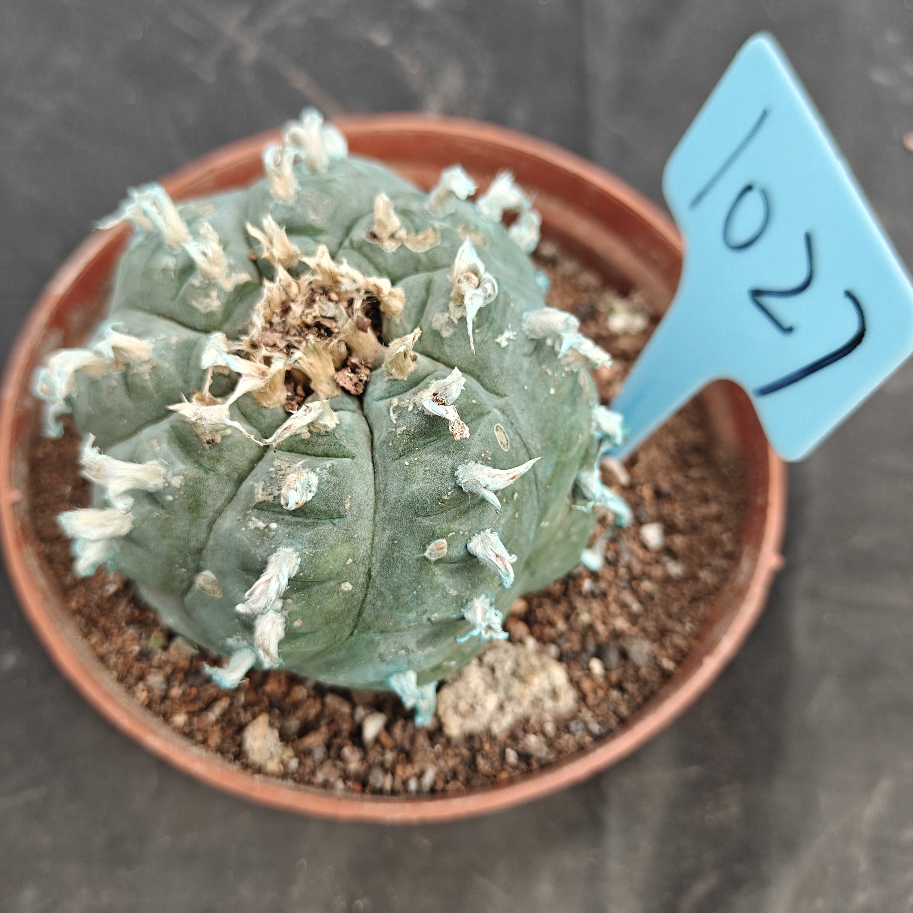 7-8cm（WYSIWYG）Lophophora williamsii Blue skin variety grafting  spirochete (with roots）4-6 years old Number 1027