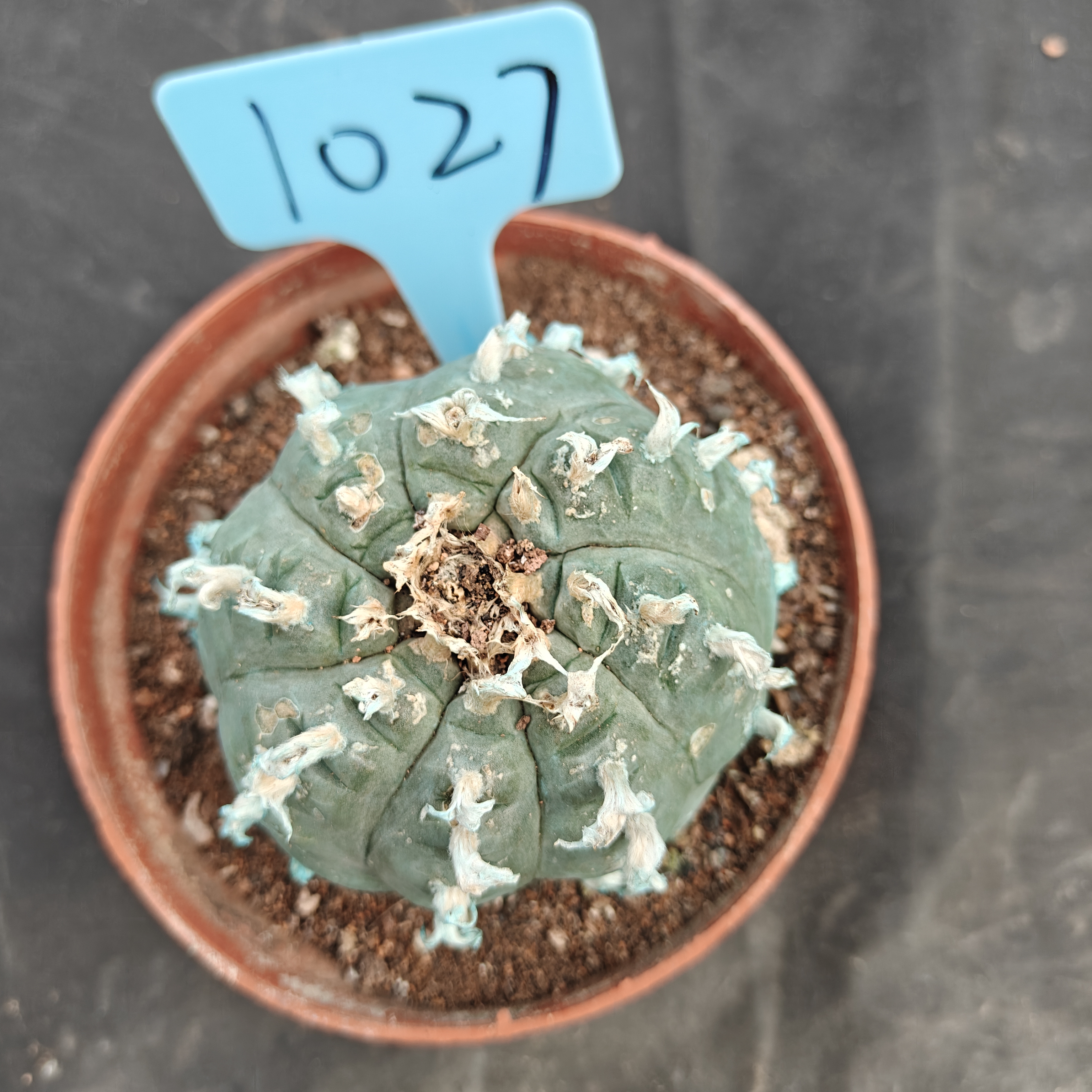 7-8cm（WYSIWYG）Lophophora williamsii Blue skin variety grafting  spirochete (with roots）4-6 years old Number 1027