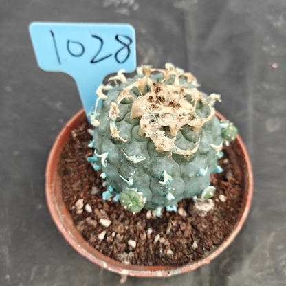 7-8cm（WYSIWYG）Lophophora williamsii Blue skin variety grafting  spirochete (with roots）4-6 years old Number 1028