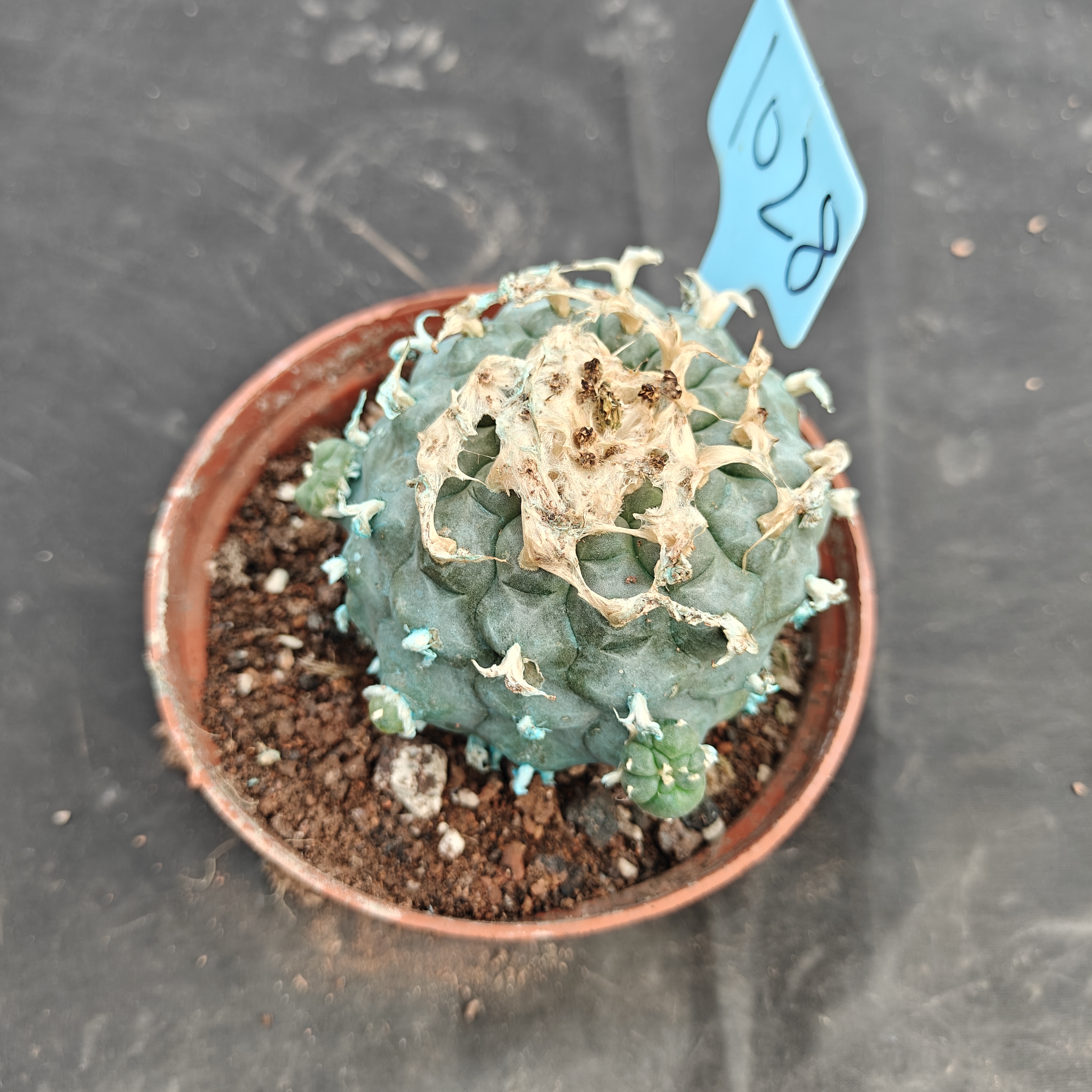 7-8cm（WYSIWYG）Lophophora williamsii Blue skin variety grafting  spirochete (with roots）4-6 years old Number 1028