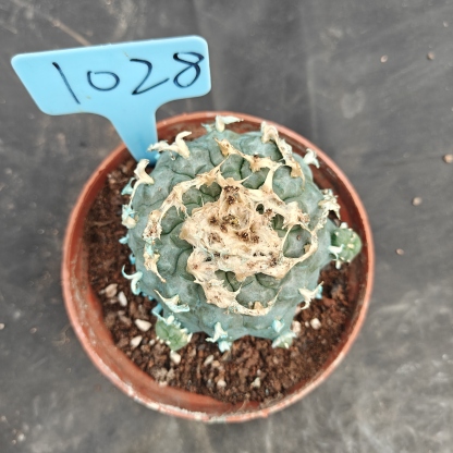 7-8cm（WYSIWYG）Lophophora williamsii Blue skin variety grafting  spirochete (with roots）4-6 years old Number 1028