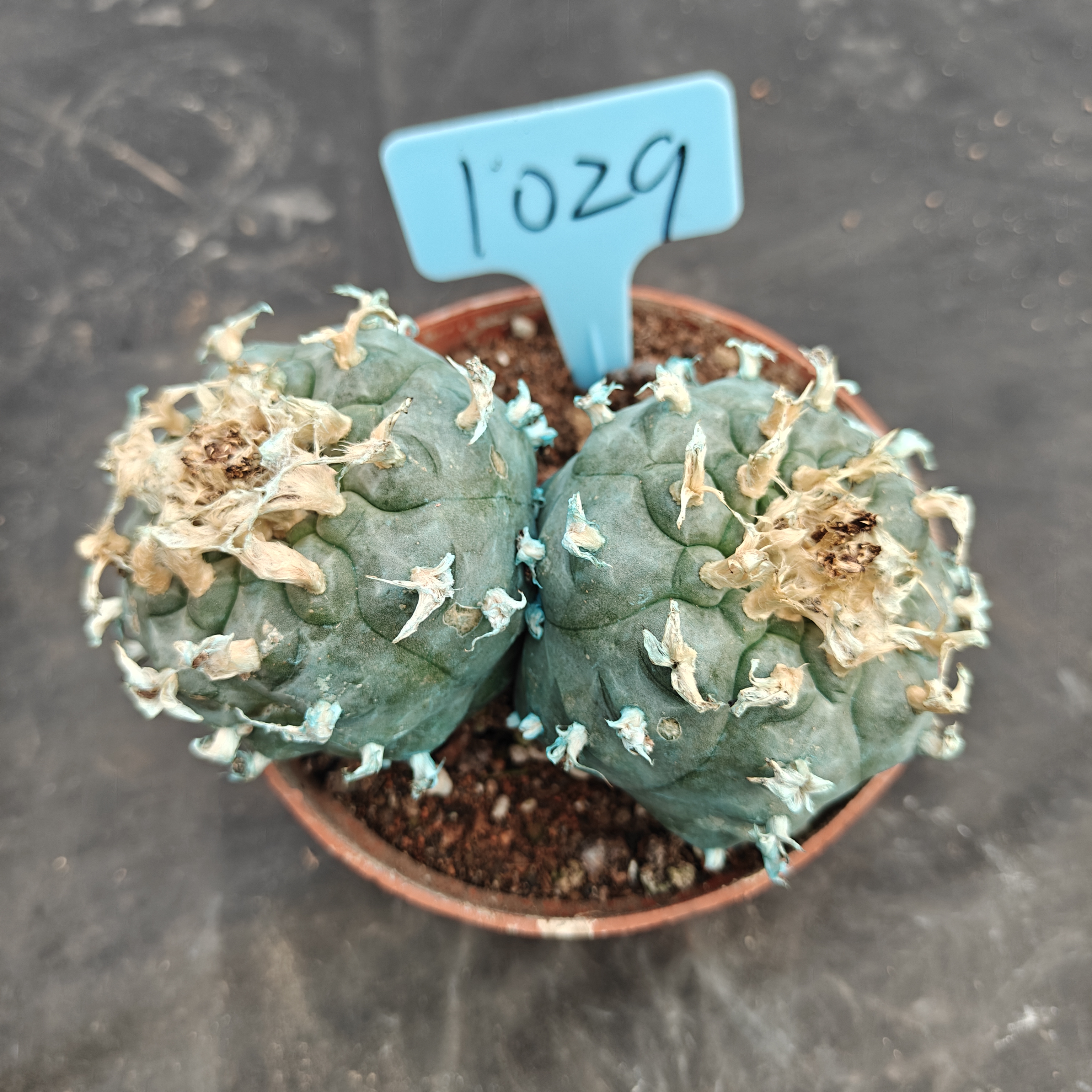 12cm（WYSIWYG）Lophophora williamsii Blue skin variety grafting  spirochete (with roots）4-6 years old Number 1029