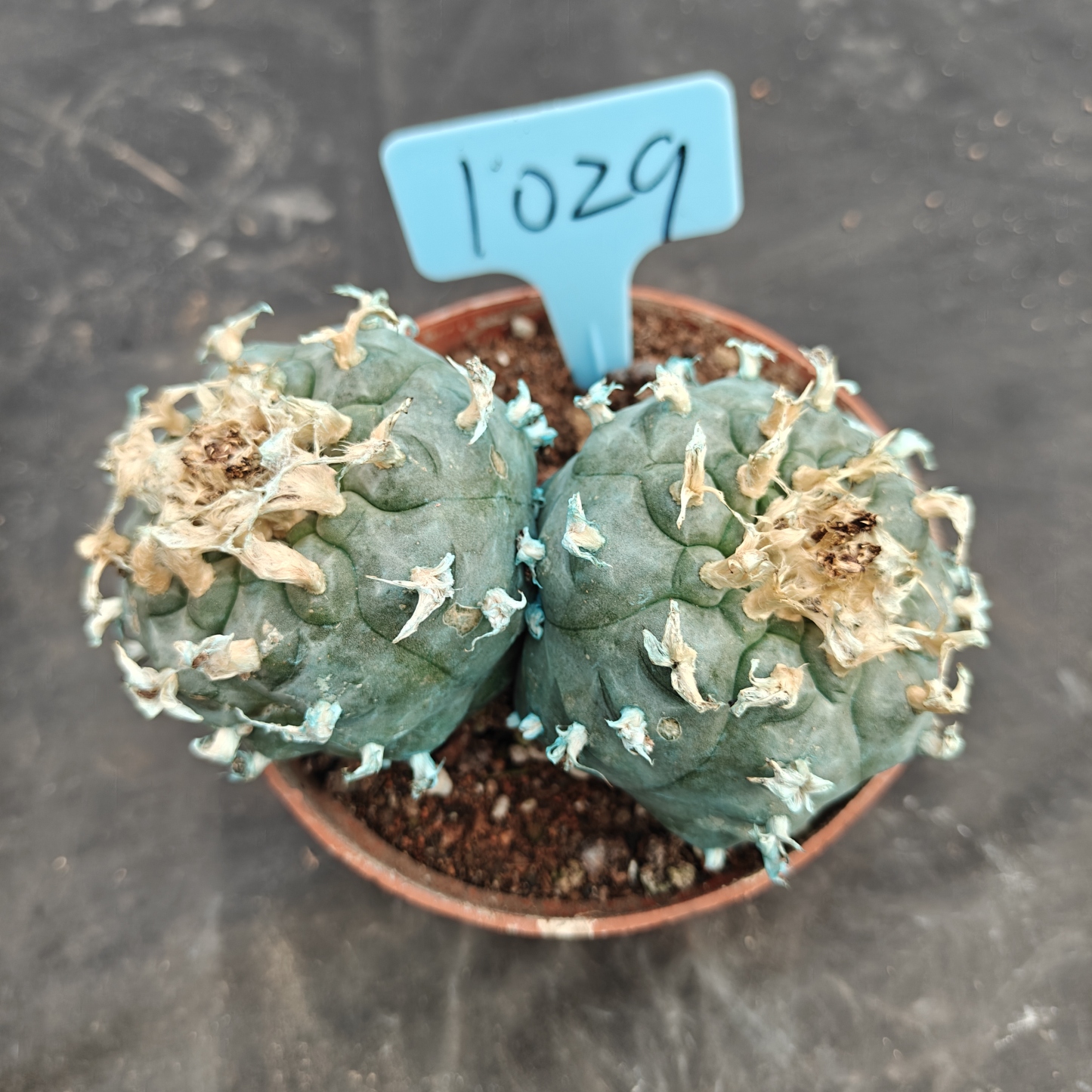 12cm（WYSIWYG）Lophophora williamsii Blue skin variety grafting  spirochete (with roots）4-6 years old Number 1029