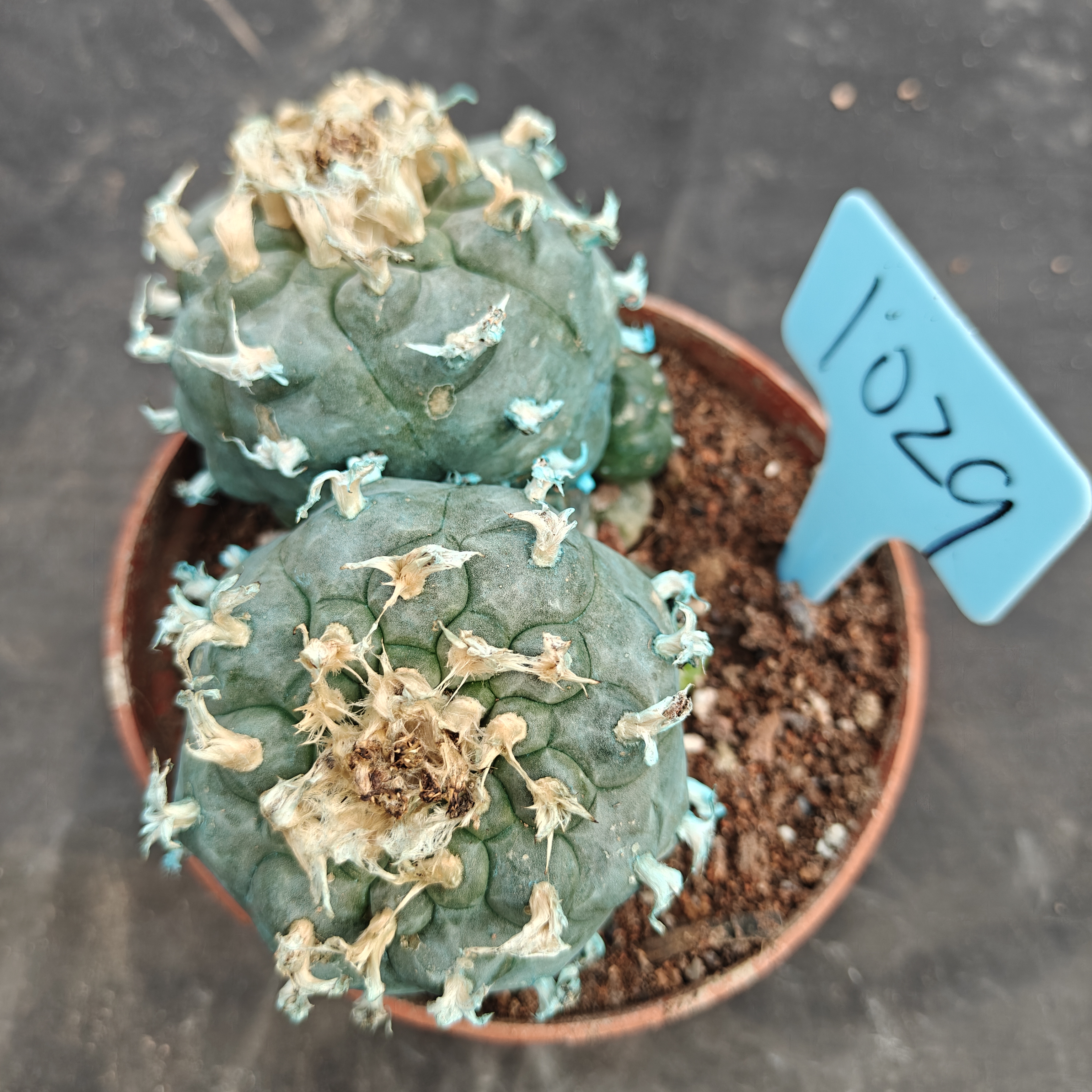 12cm（WYSIWYG）Lophophora williamsii Blue skin variety grafting  spirochete (with roots）4-6 years old Number 1029