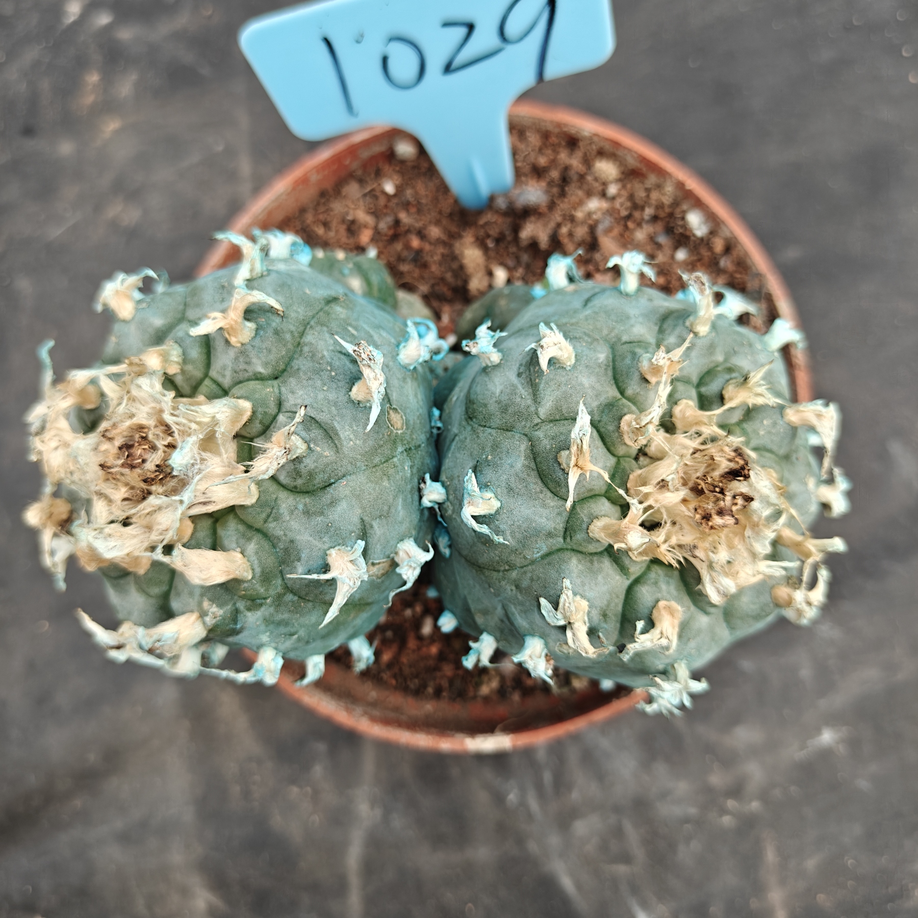 12cm（WYSIWYG）Lophophora williamsii Blue skin variety grafting  spirochete (with roots）4-6 years old Number 1029