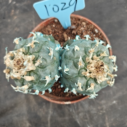 12cm（WYSIWYG）Lophophora williamsii Blue skin variety grafting  spirochete (with roots）4-6 years old Number 1029