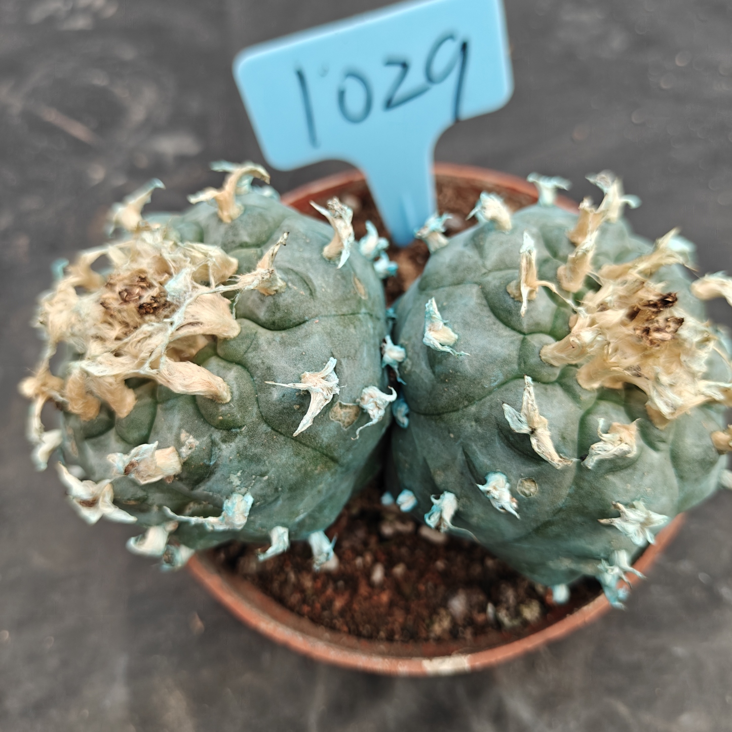 12cm（WYSIWYG）Lophophora williamsii Blue skin variety grafting  spirochete (with roots）4-6 years old Number 1029