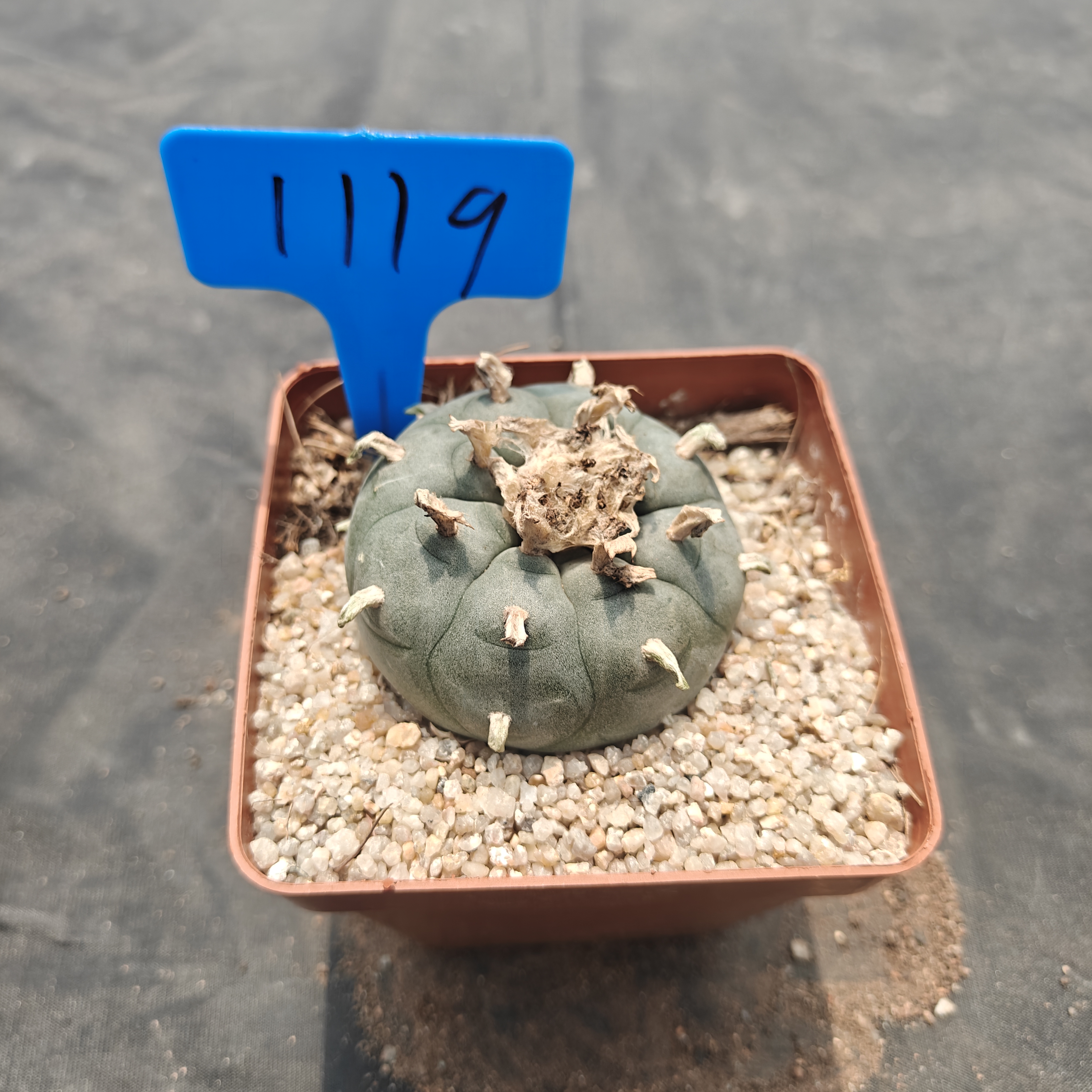 6-7cm（WYSIWYG）Lophophora williamsii  6-8 years old Number 1119