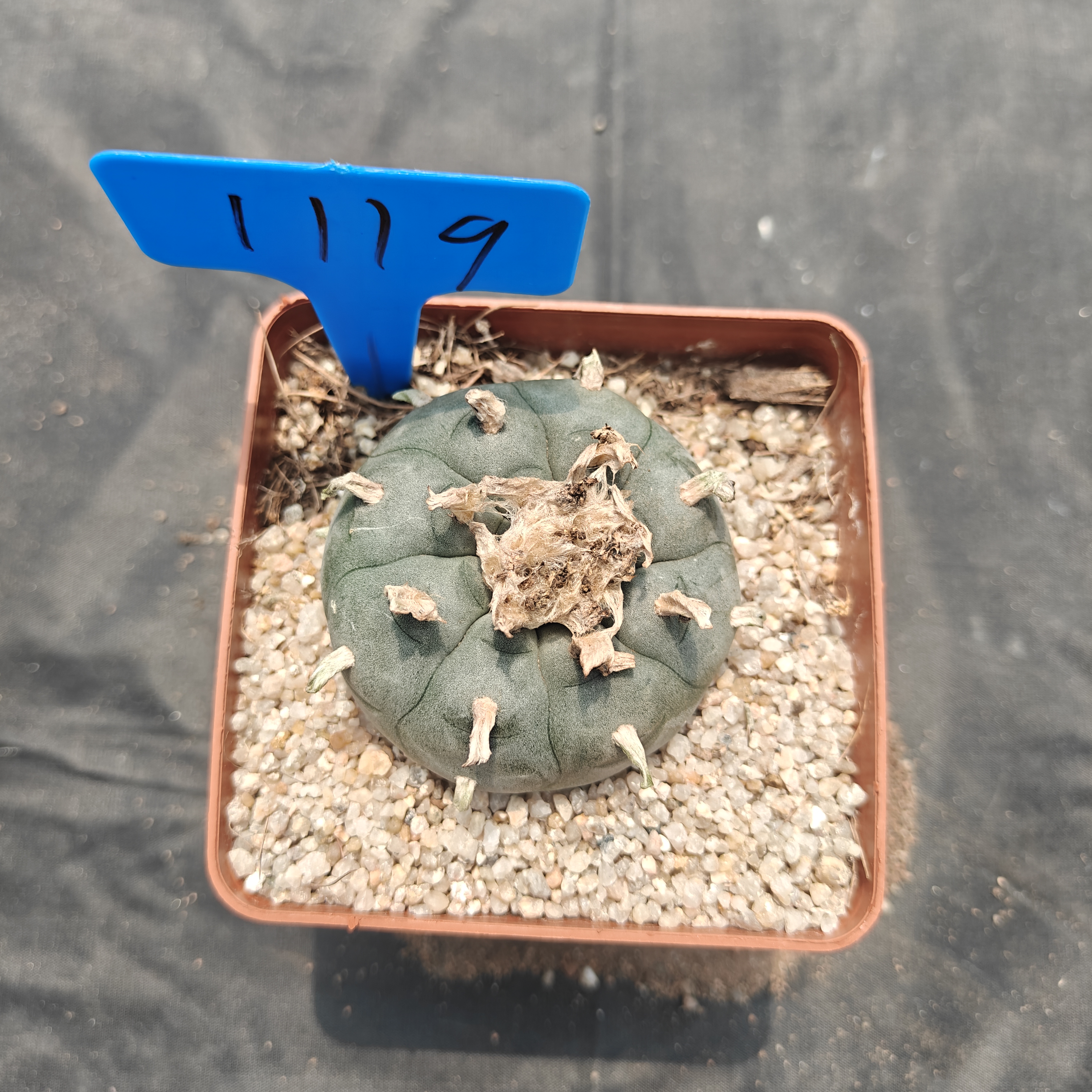 6-7cm（WYSIWYG）Lophophora williamsii  6-8 years old Number 1119