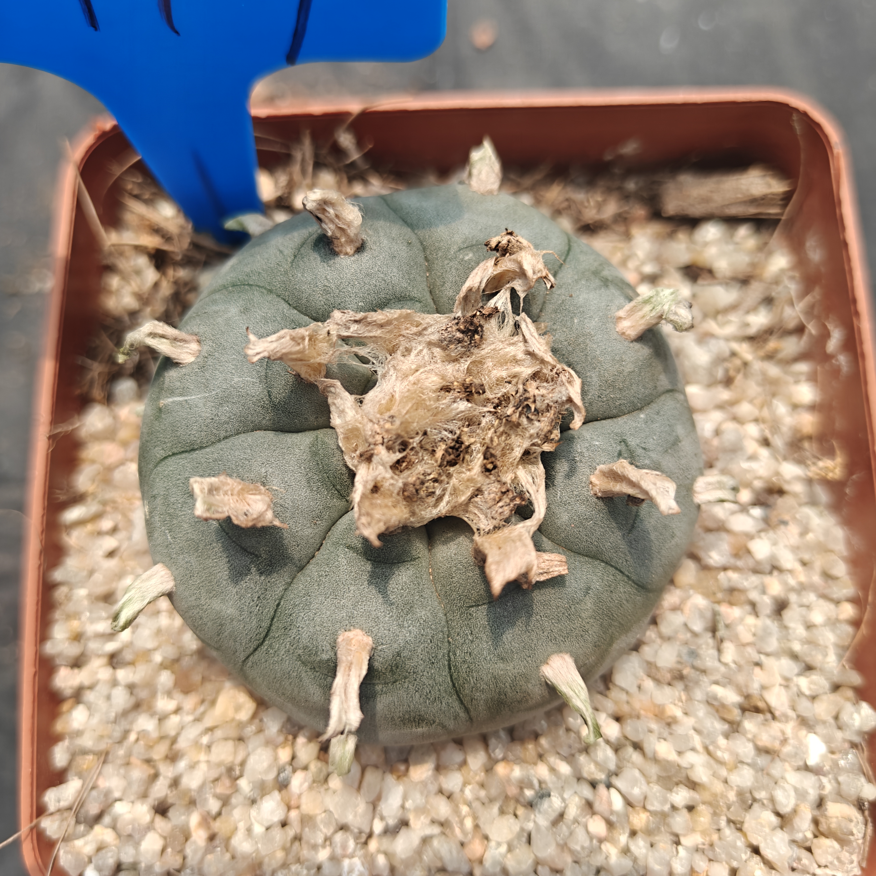 6-7cm（WYSIWYG）Lophophora williamsii  6-8 years old Number 1119