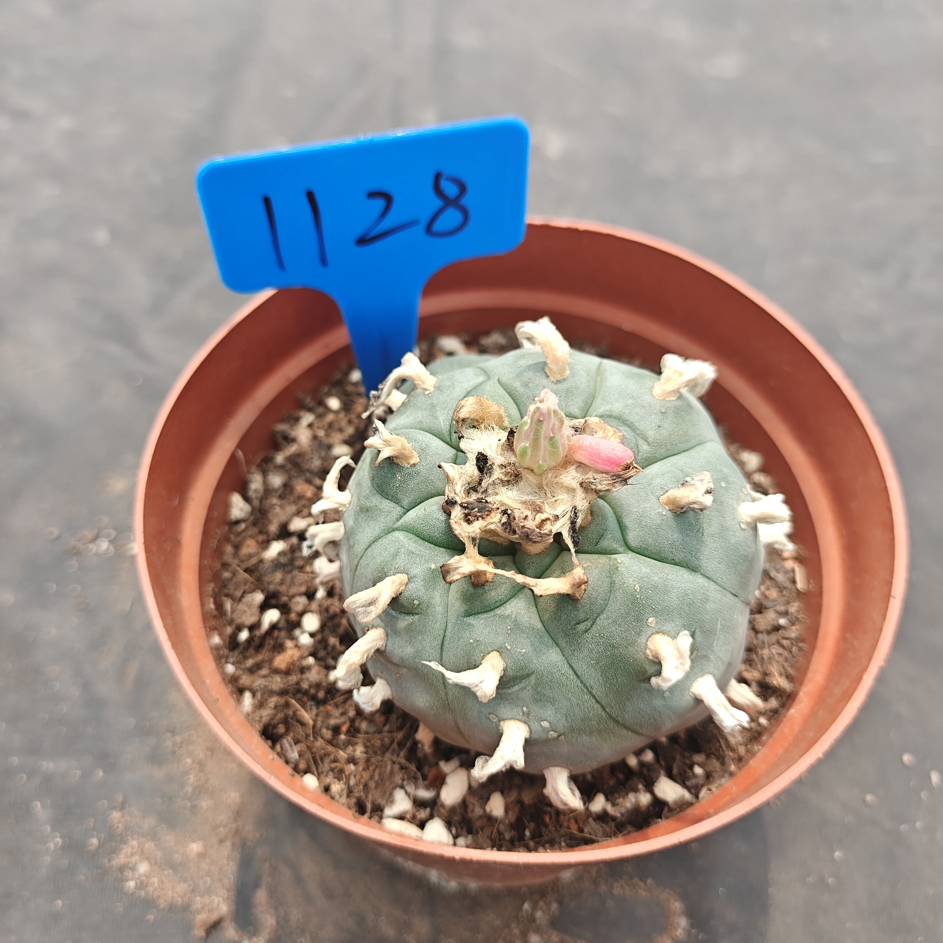 7-8cm（WYSIWYG）Lophophora williamsii  6-8 years old Number 1128