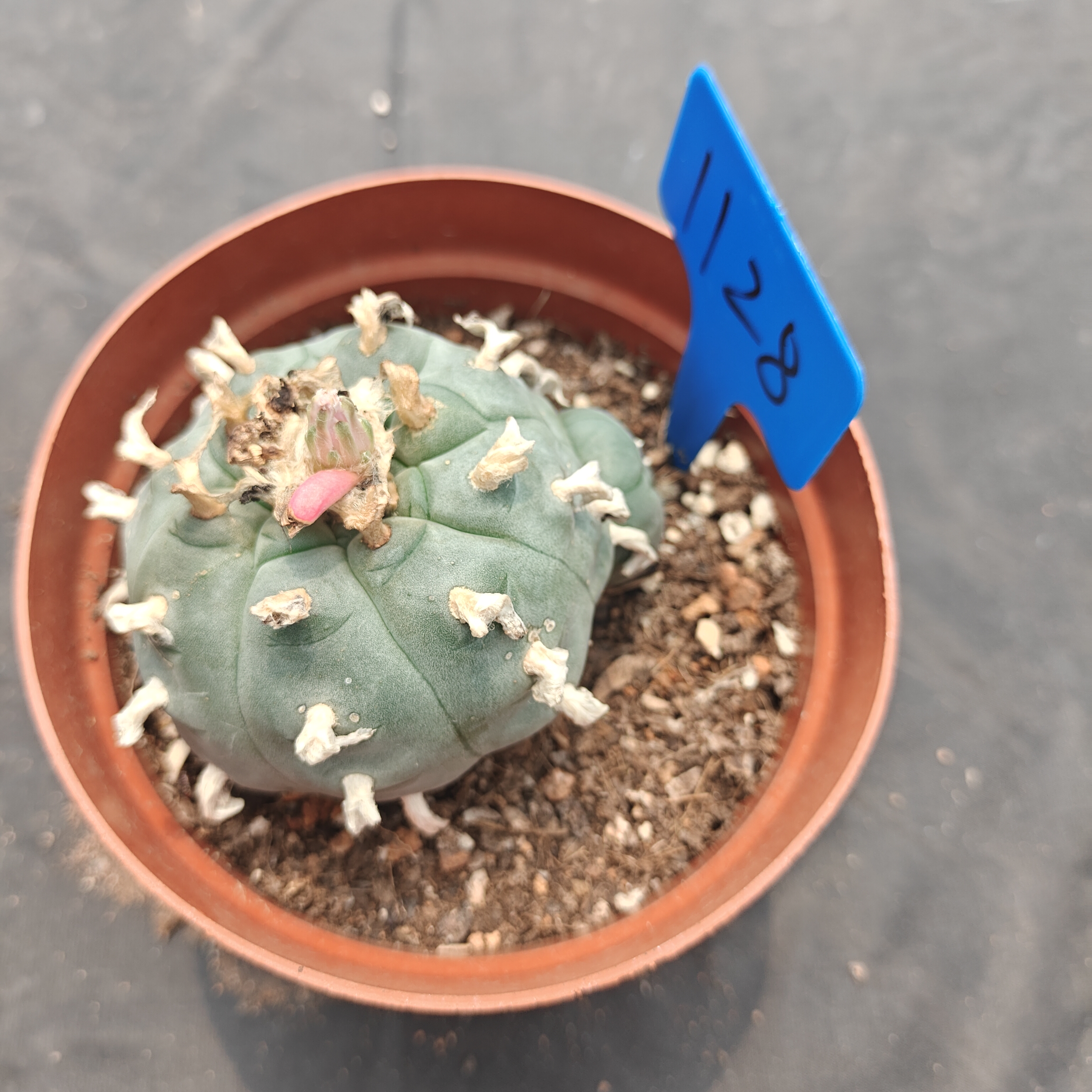 7-8cm（WYSIWYG）Lophophora williamsii  6-8 years old Number 1128