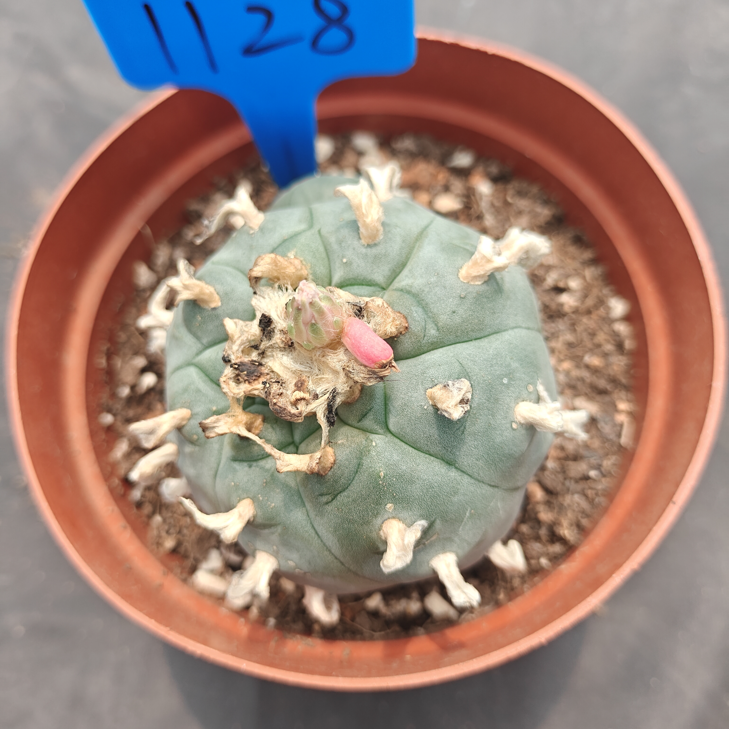 7-8cm（WYSIWYG）Lophophora williamsii  6-8 years old Number 1128