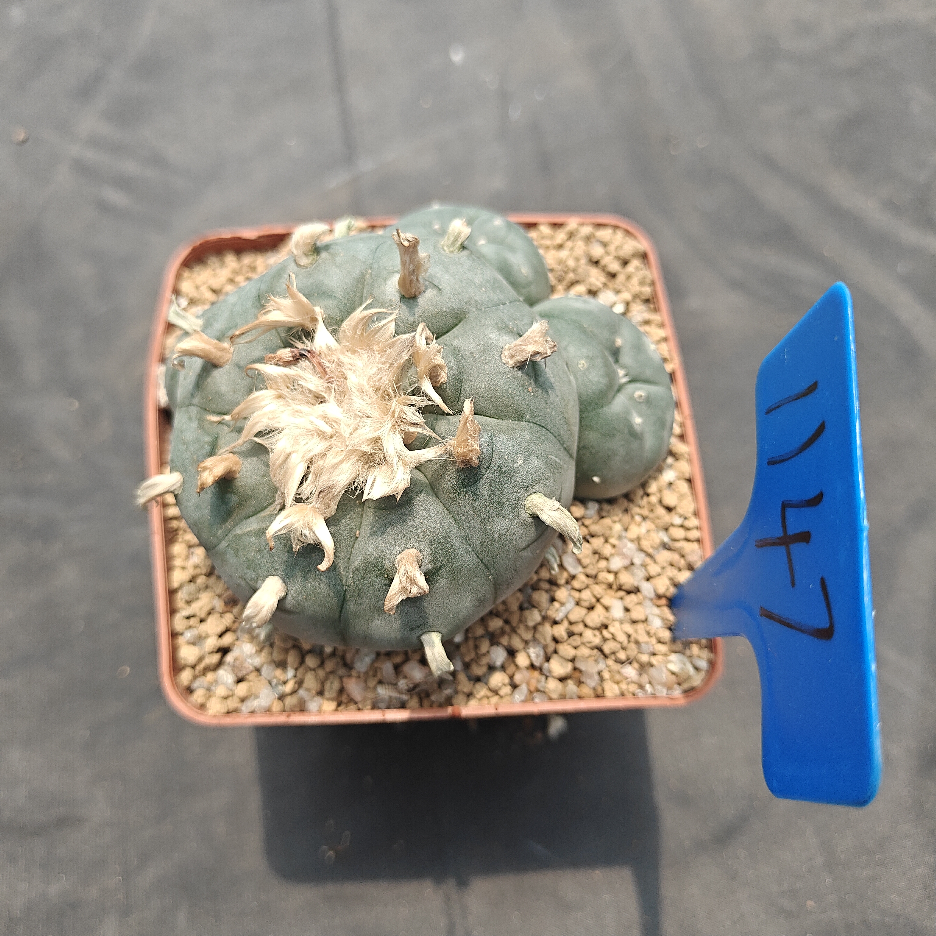9-10cm（WYSIWYG）Lophophora williamsii  6-8 years old Number 1146