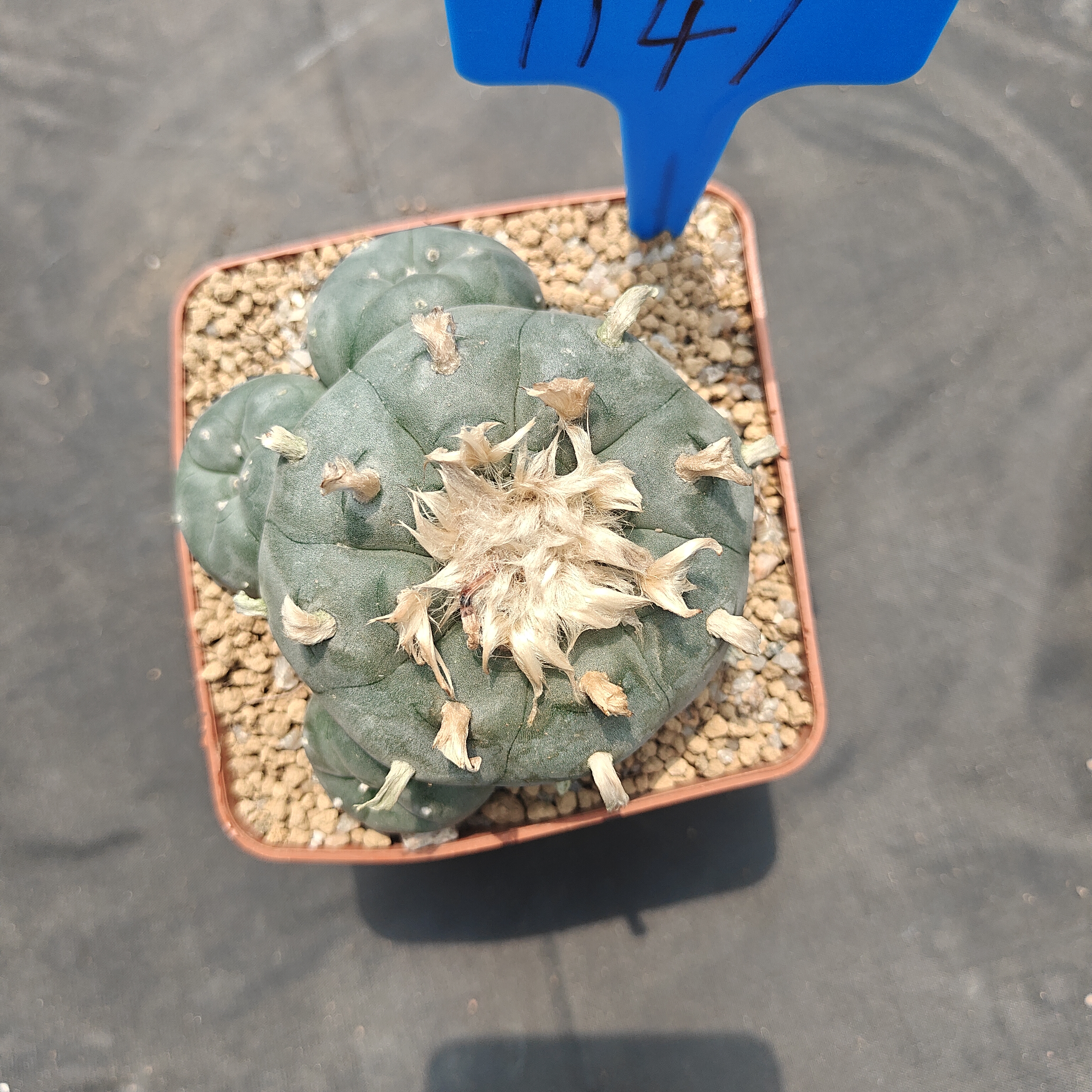 9-10cm（WYSIWYG）Lophophora williamsii  6-8 years old Number 1146
