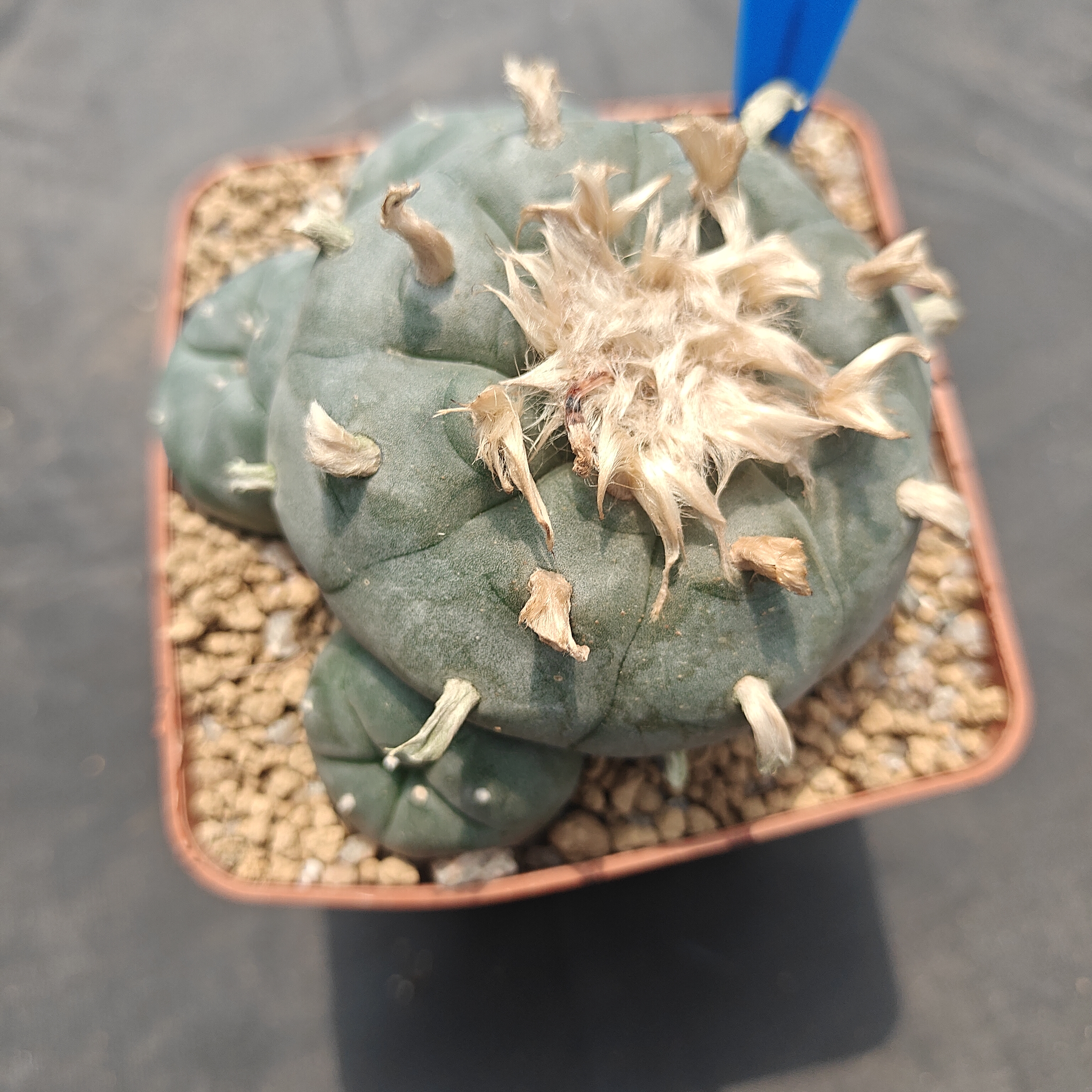 9-10cm（WYSIWYG）Lophophora williamsii  6-8 years old Number 1146