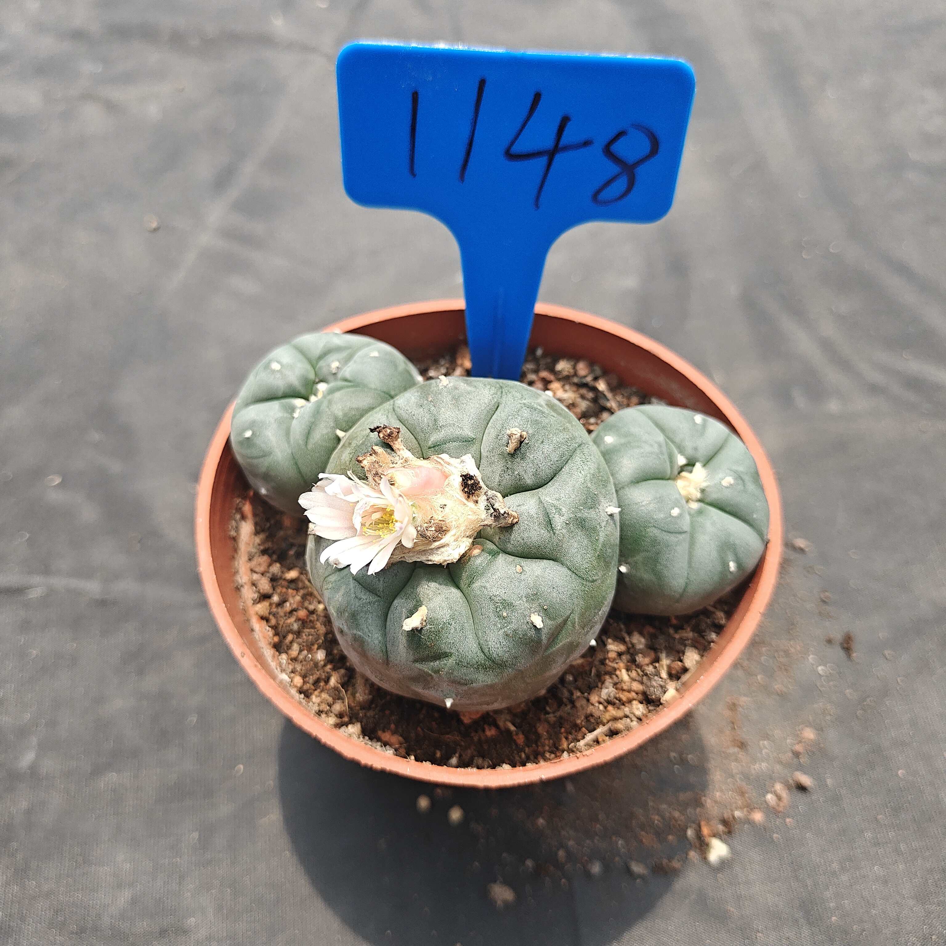 10-11cm（WYSIWYG）Lophophora williamsii  6-8 years old Number 1148