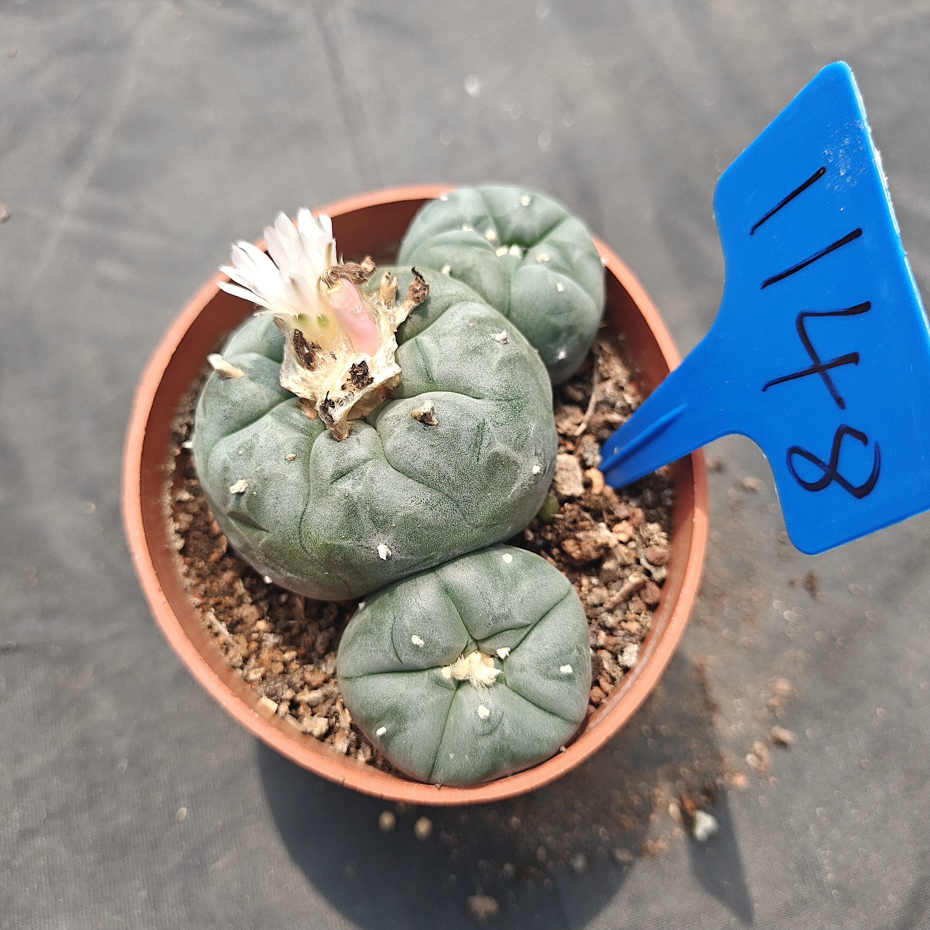 10-11cm（WYSIWYG）Lophophora williamsii  6-8 years old Number 1148