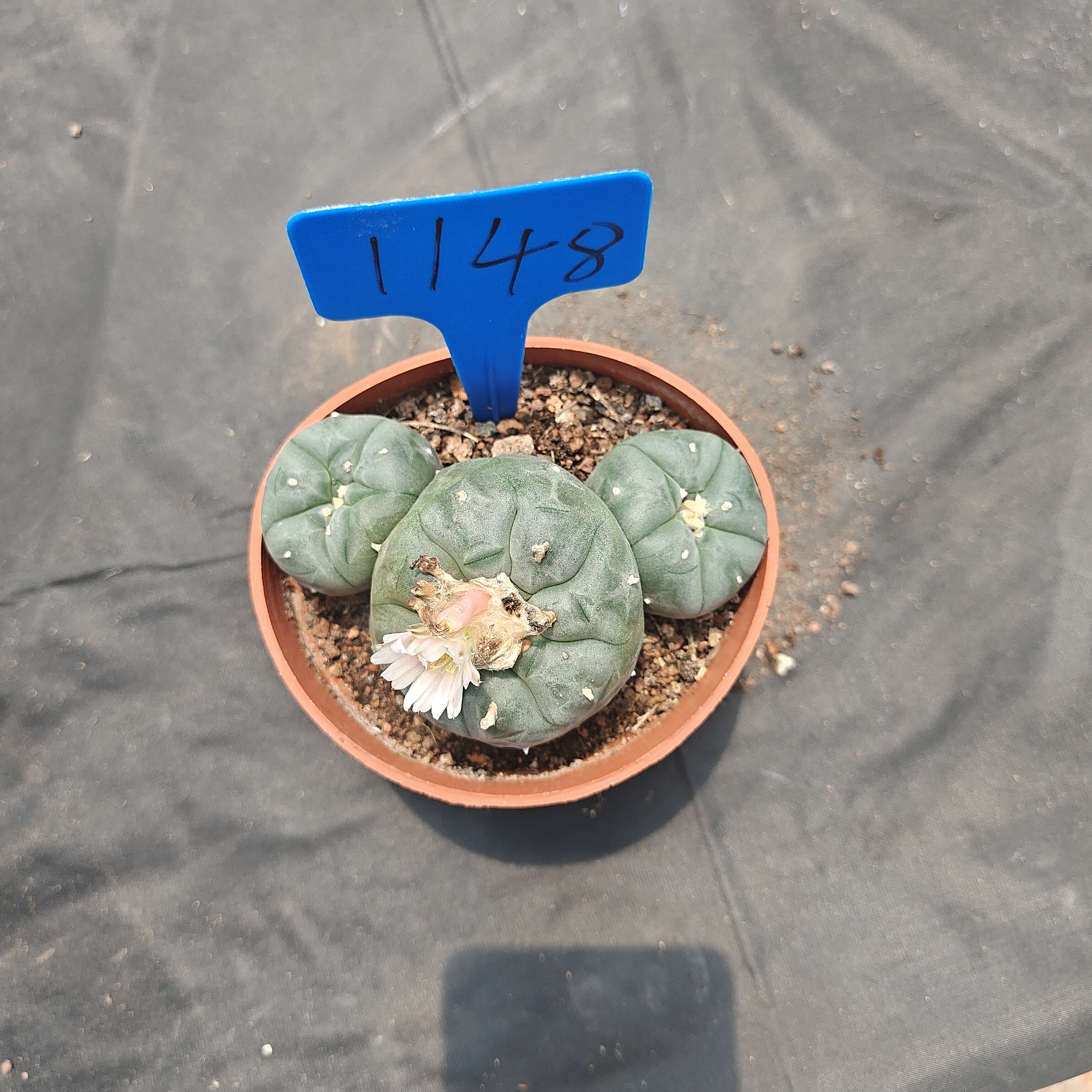 10-11cm（WYSIWYG）Lophophora williamsii  6-8 years old Number 1148