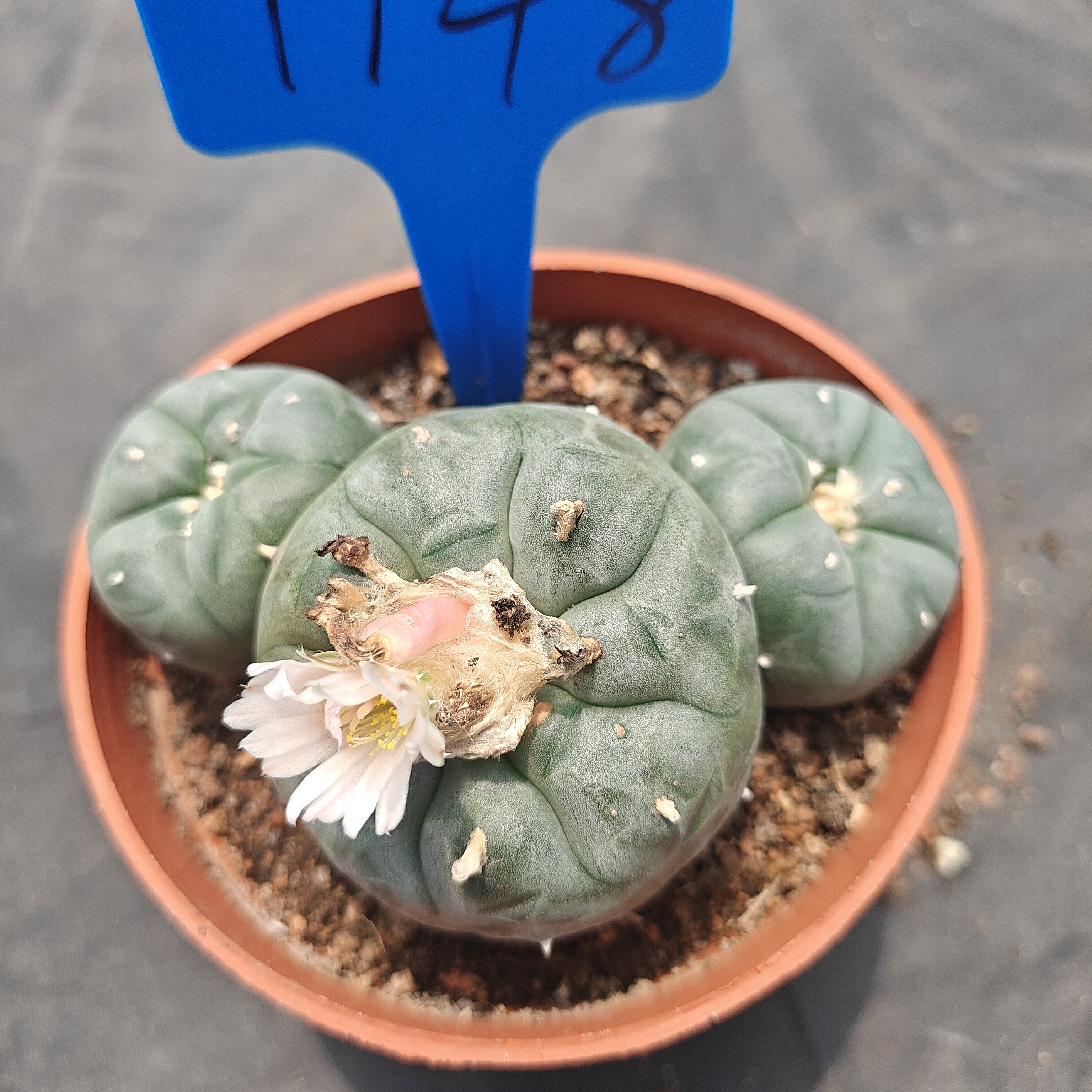 10-11cm（WYSIWYG）Lophophora williamsii  6-8 years old Number 1148
