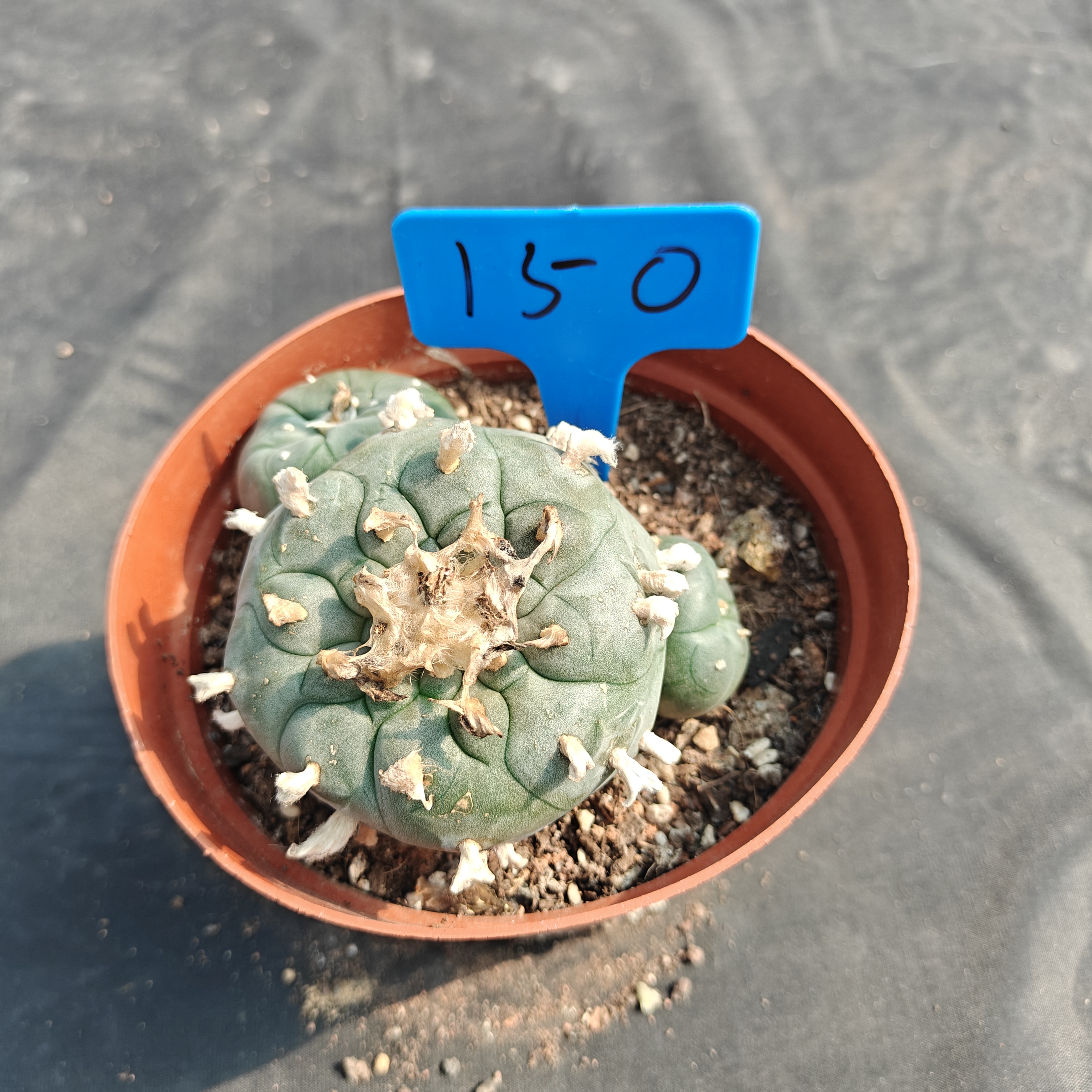 10-11cm（WYSIWYG）Lophophora williamsii  6-8 years old Number 1150