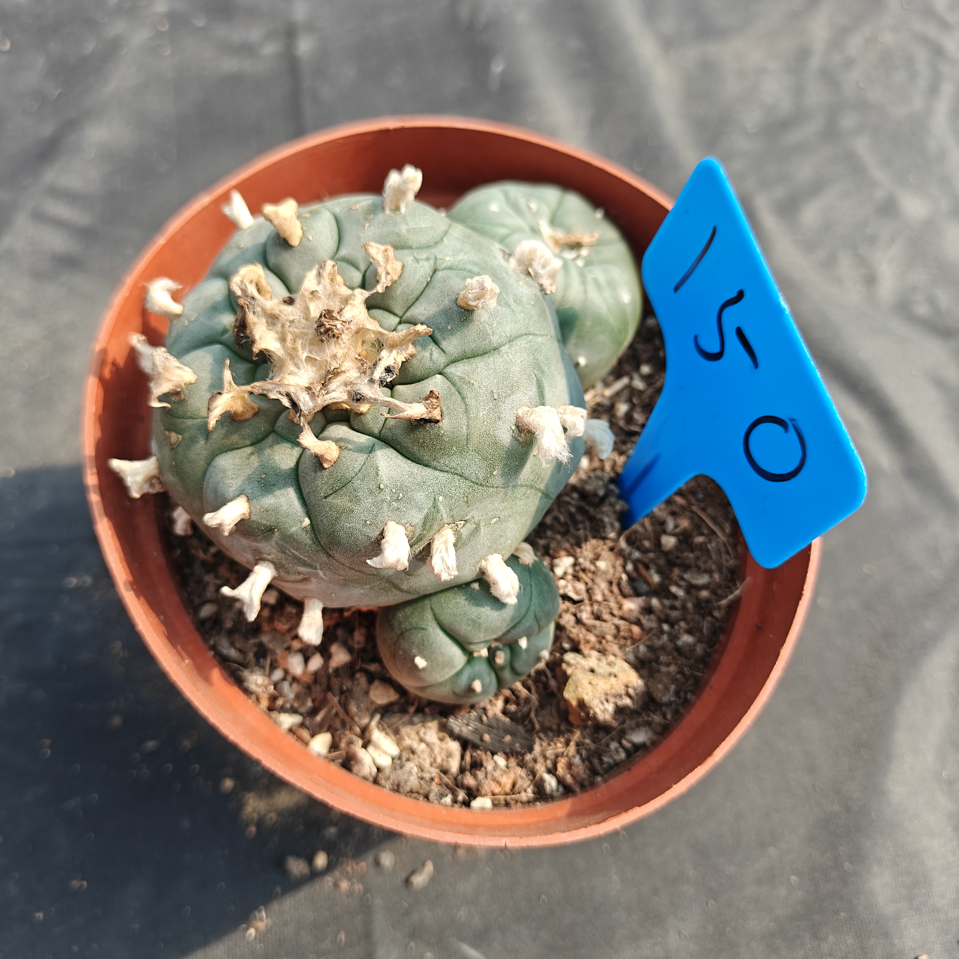 10-11cm（WYSIWYG）Lophophora williamsii  6-8 years old Number 1150