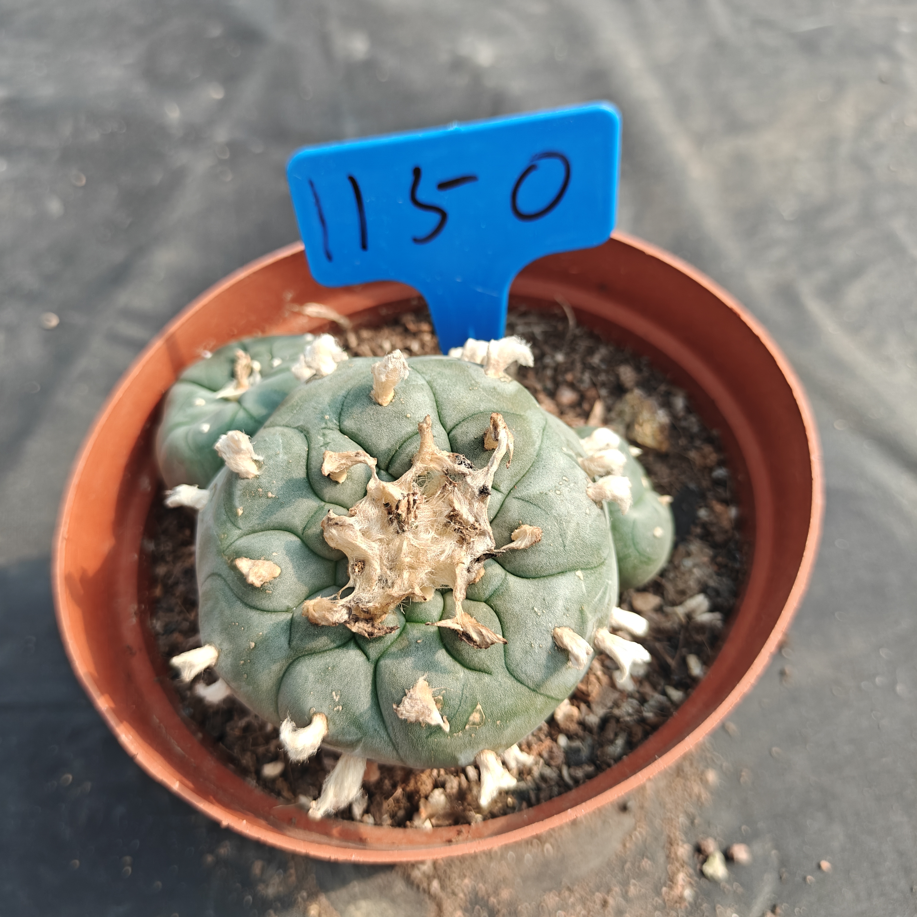 10-11cm（WYSIWYG）Lophophora williamsii  6-8 years old Number 1150